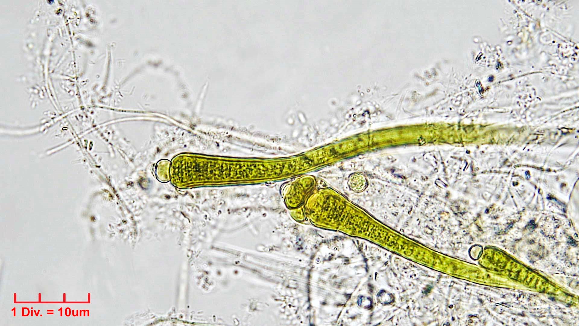 ././././Cyanobacteria/Nostocales/Rivulariaceae/Isactis/fluviatilis_cf/isactis-fluviatilis-453.jpg