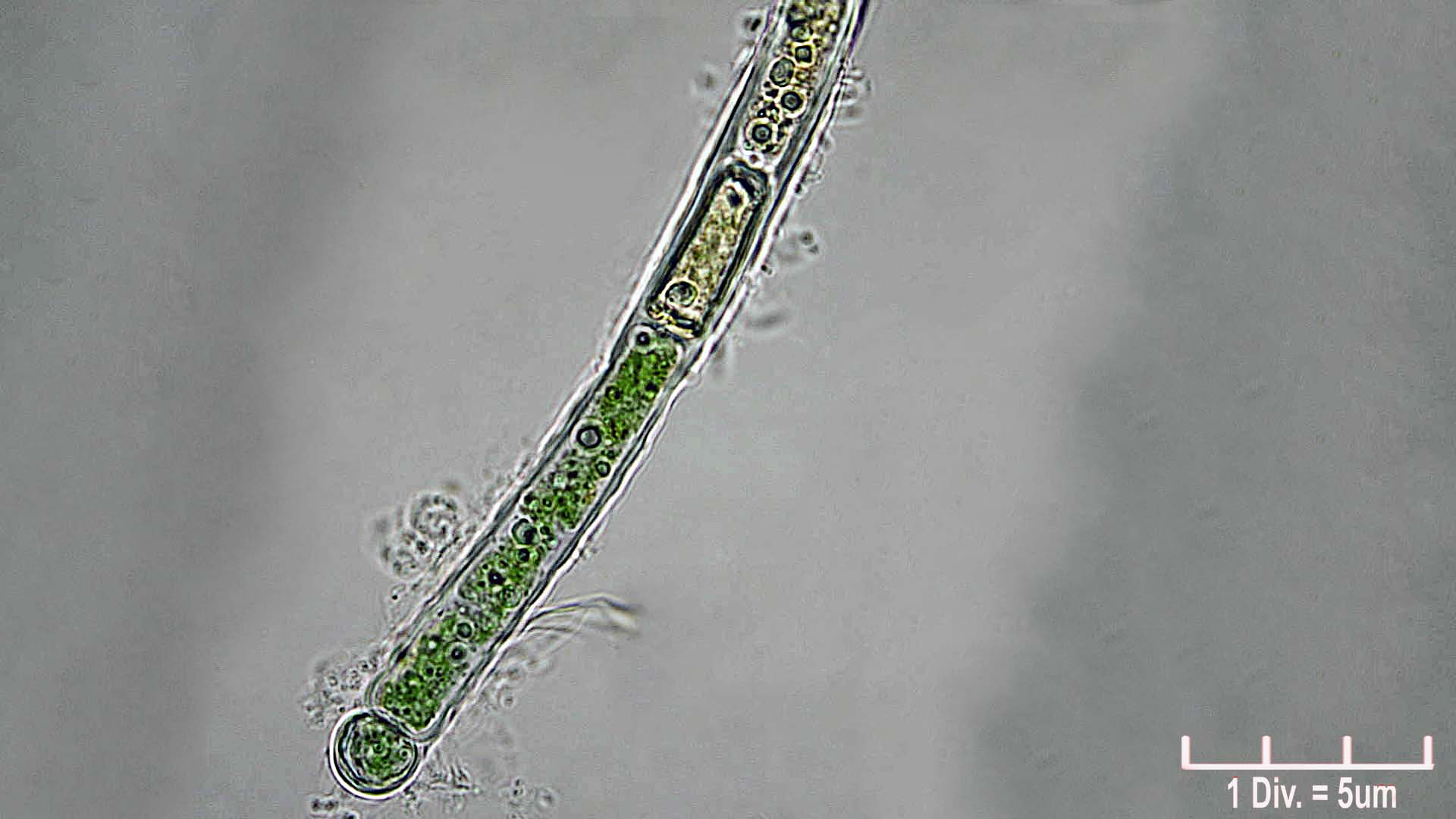 Cyanobacteria/Nostocales/Rivulariaceae/Microchaete/tenera/microchaete-tenera-480.jpg