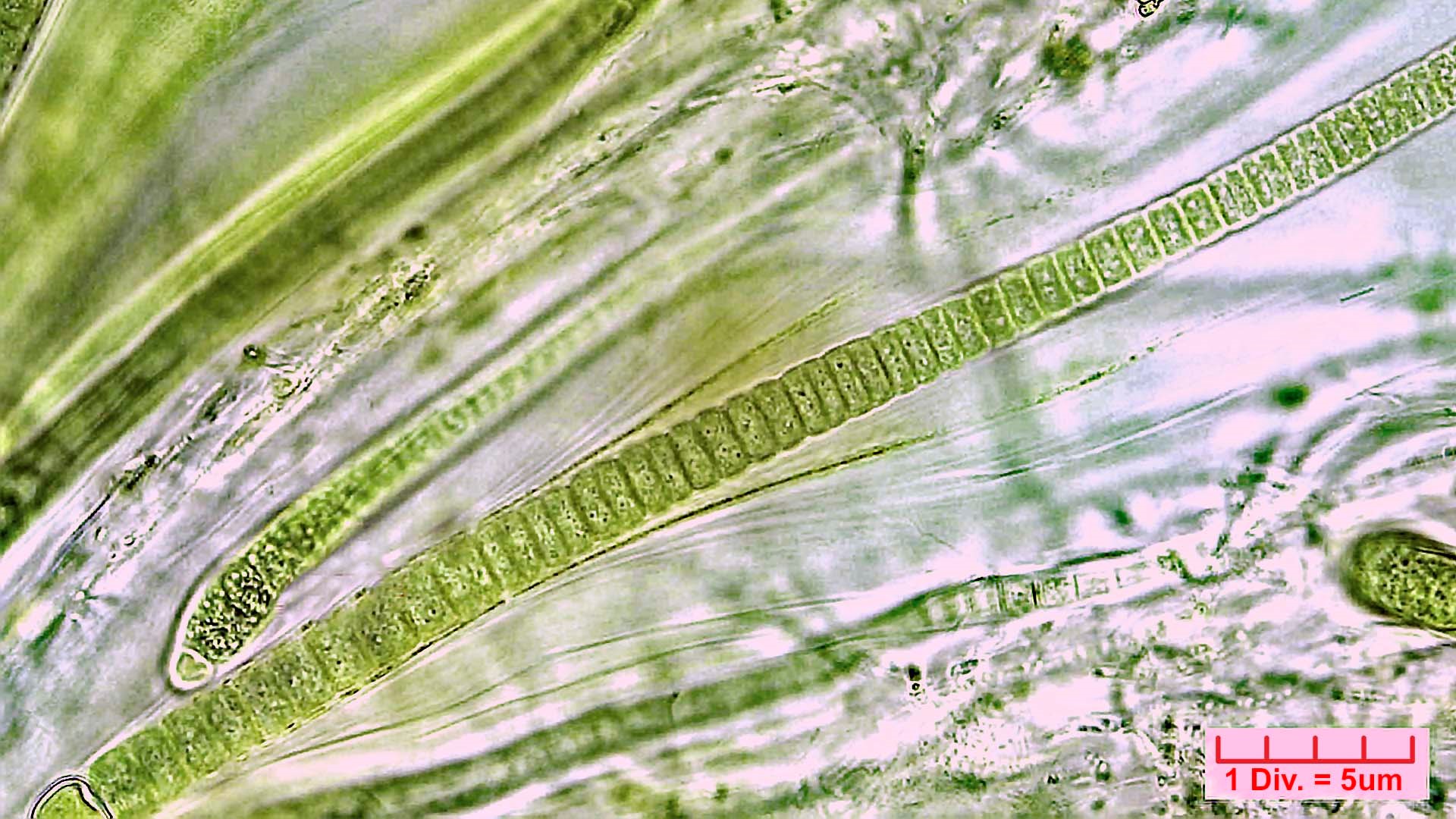 Cyanobacteria/Nostocales/Rivulariaceae/Rivularia/minutula/rivularia-minutula-473.jpg