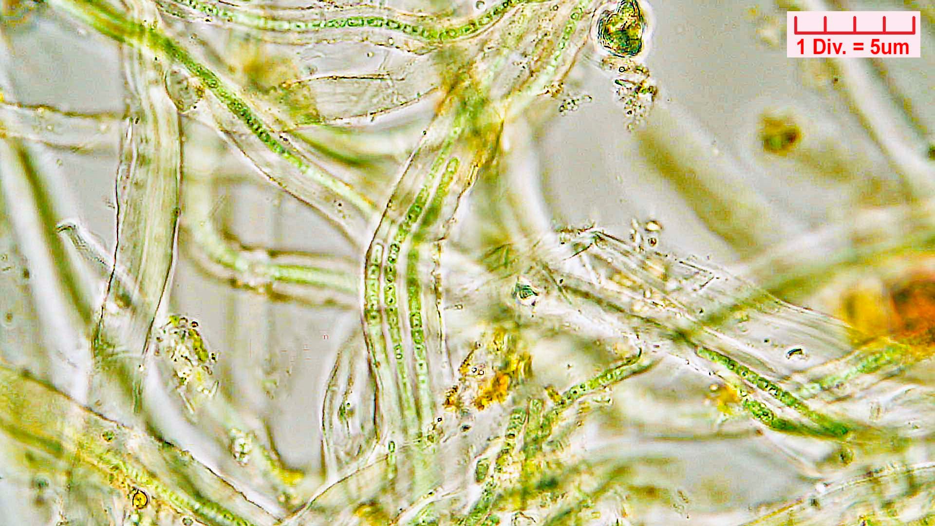 Cyanobacteria/Nostocales/Rivulariaceae/Rivularia/minutula/rivularia-minutula-475.jpg