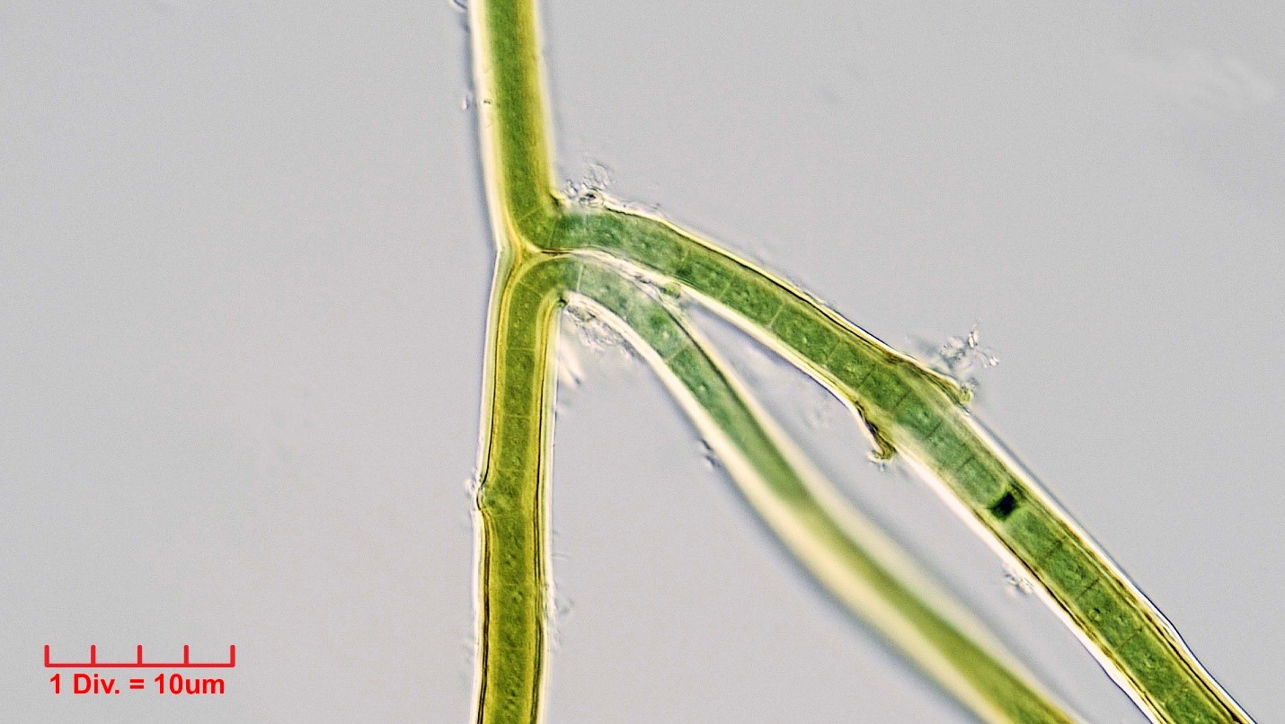 Cyanobacteria/Nostocales/Scytonemataceae/Scytonema/coactile/scytonema-coactile-342.jpg