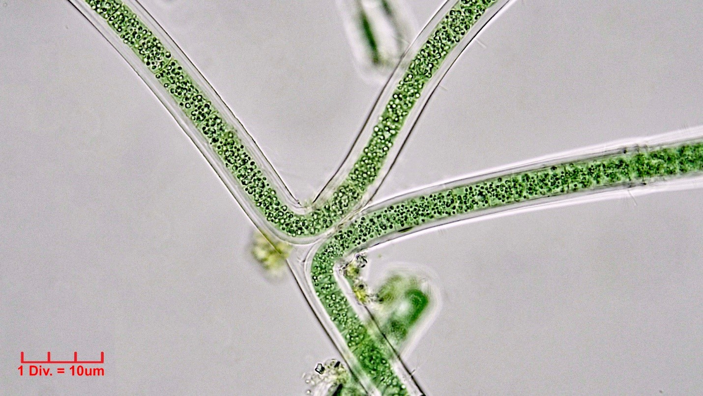 Cyanobacteria/Nostocales/Scytonemataceae/Scytonema/coactile/scytonema-coactile-344.jpg