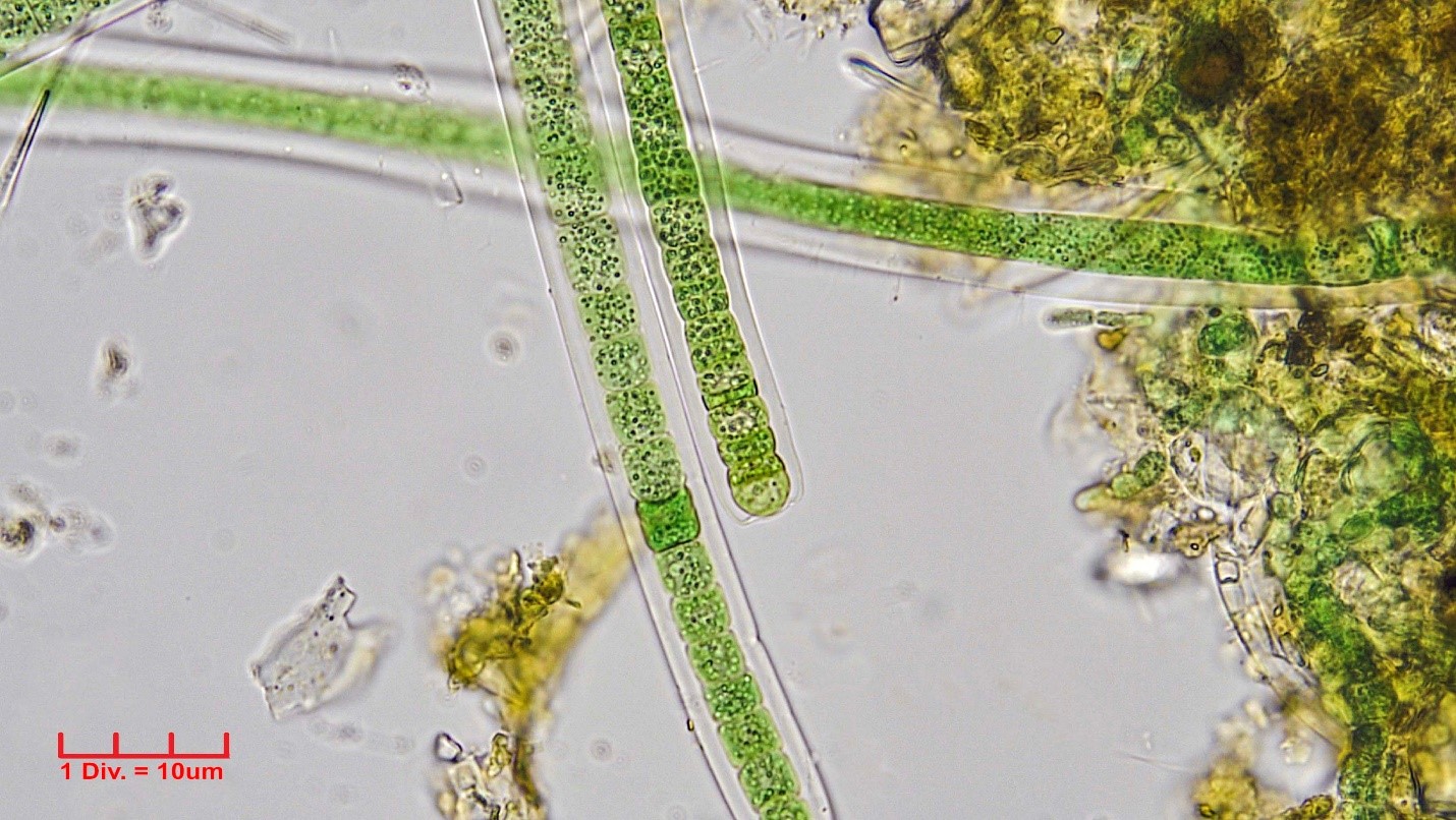 Cyanobacteria/Nostocales/Scytonemataceae/Scytonema/coactile/scytonema-coactile-345.jpg