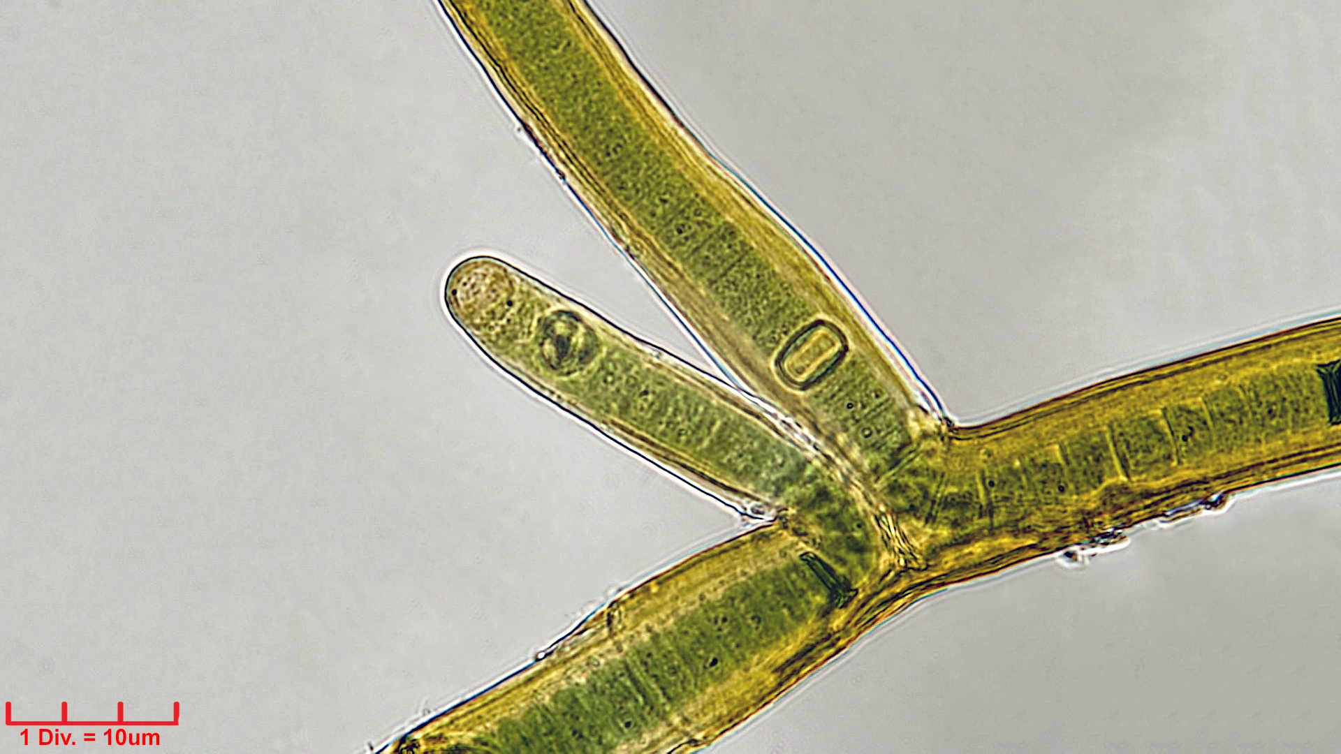 Cyanobacteria/Nostocales/Scytonemataceae/Scytonema/crispum/scytonema-crispum-347.jpg