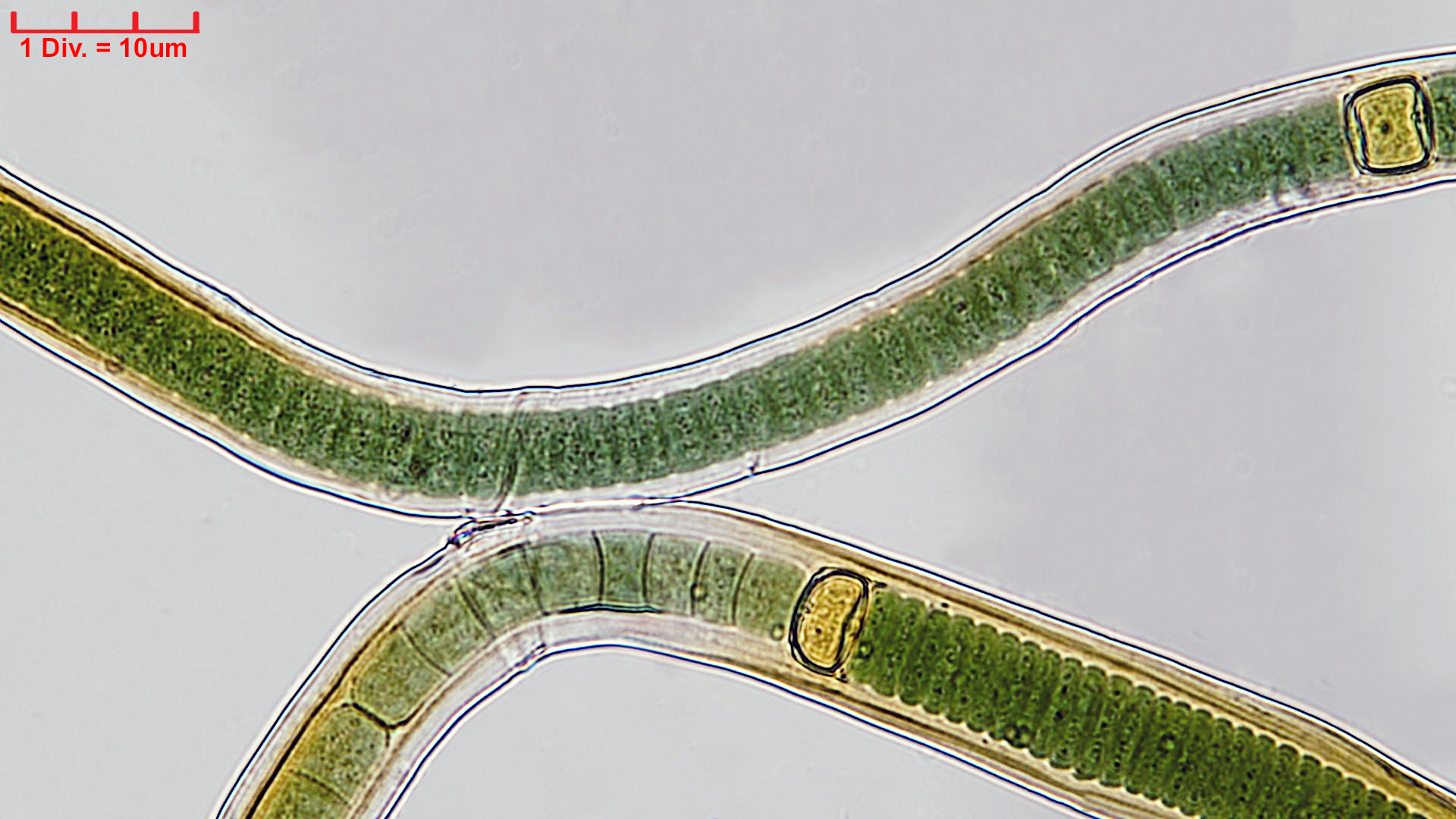 Cyanobacteria/Nostocales/Scytonemataceae/Scytonema/crispum/scytonema-crispum-349.jpg
