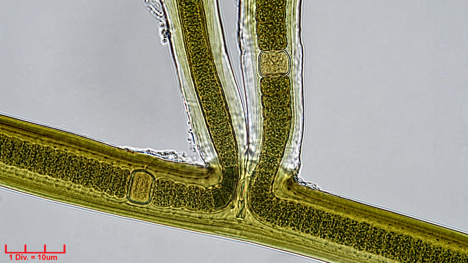 ././Cyanobacteria/Nostocales/Scytonemataceae/Scytonema/crispum/scytonema-crispum-351.jpg