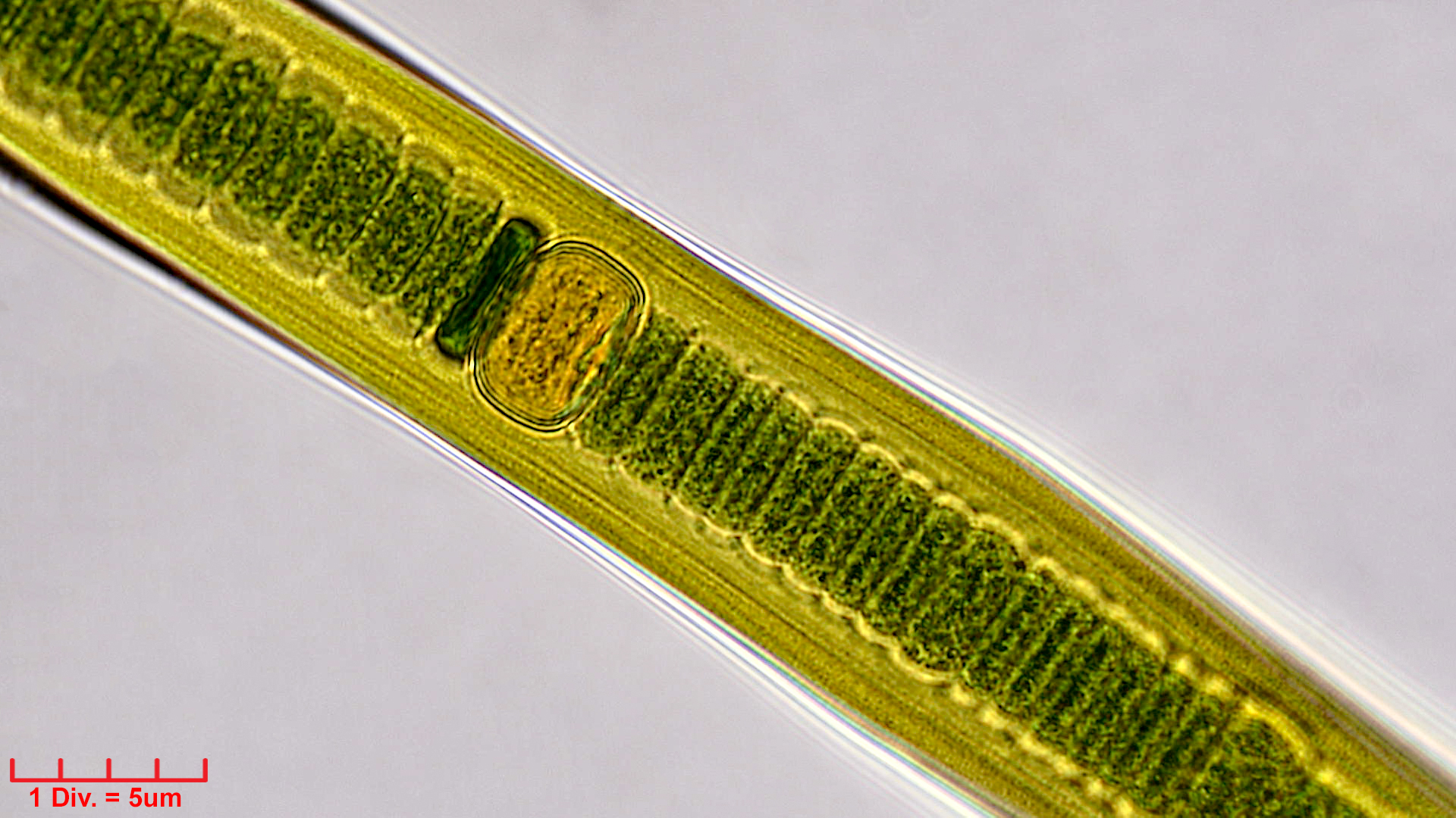 Cyanobacteria/Nostocales/Scytonemataceae/Scytonema/crispum/scytonema-crispum-356.jpg