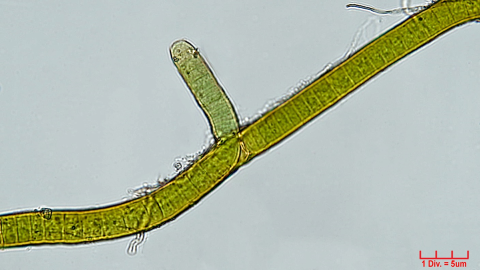 ./././Cyanobacteria/Nostocales/Scytonemataceae/Scytonema/hofmannii/scytonema-hofmannii-395.png