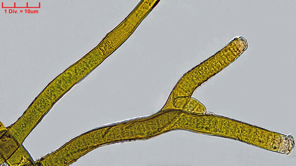 ././Cyanobacteria/Nostocales/Scytonemataceae/Scytonema/hofmannii/scytonema-hofmannii-396.png