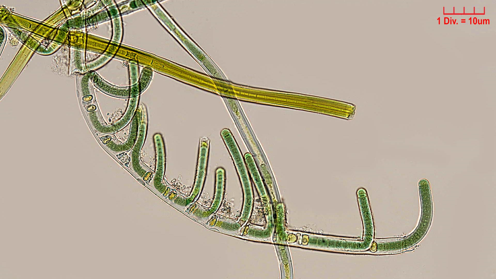 ./././Cyanobacteria/Nostocales/Scytonemataceae/Scytonema/mirabile/scytonema-mirabile-361.png