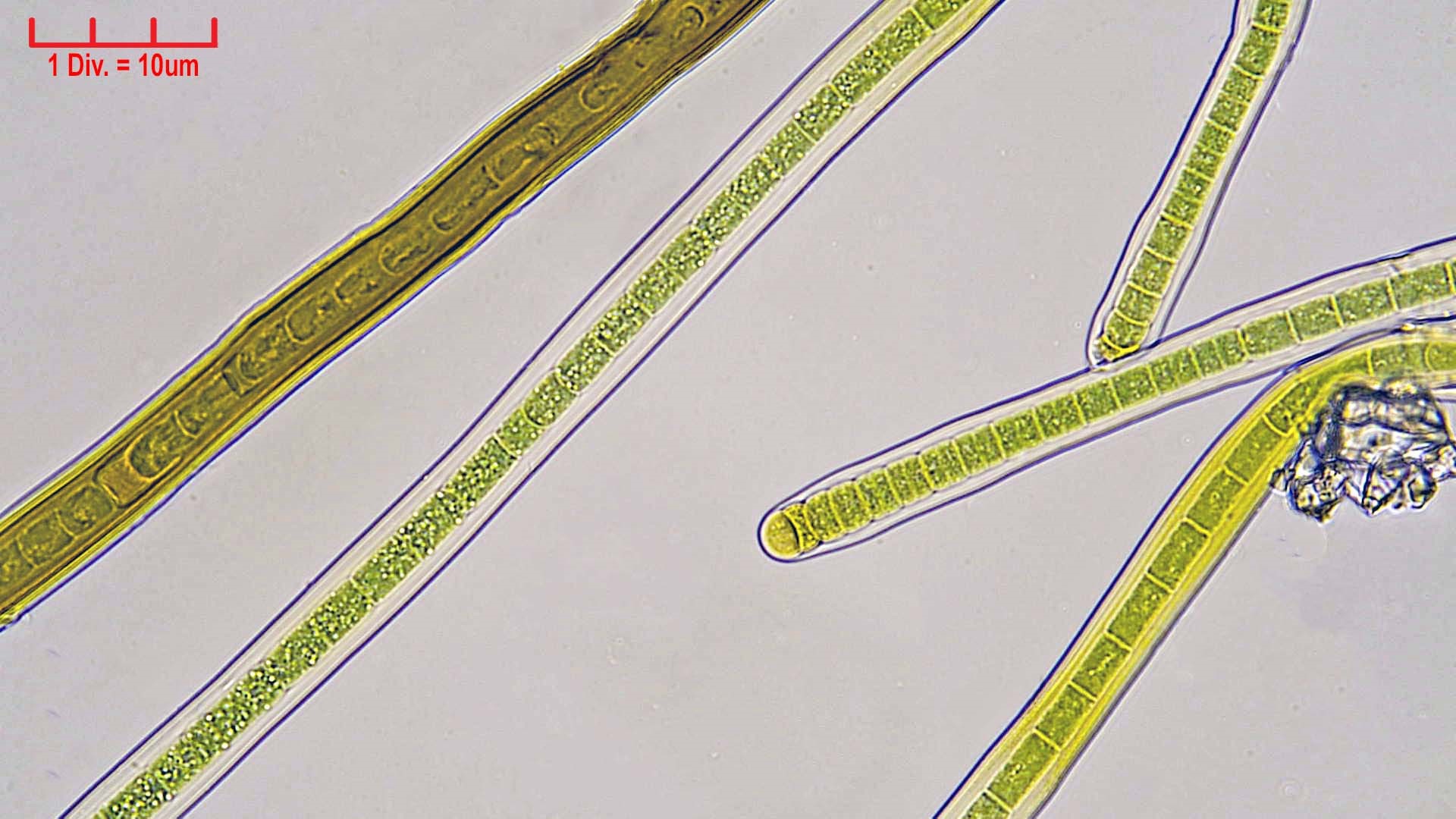./././Cyanobacteria/Nostocales/Scytonemataceae/Scytonema/mirabile/scytonema-mirabile-364.jpg