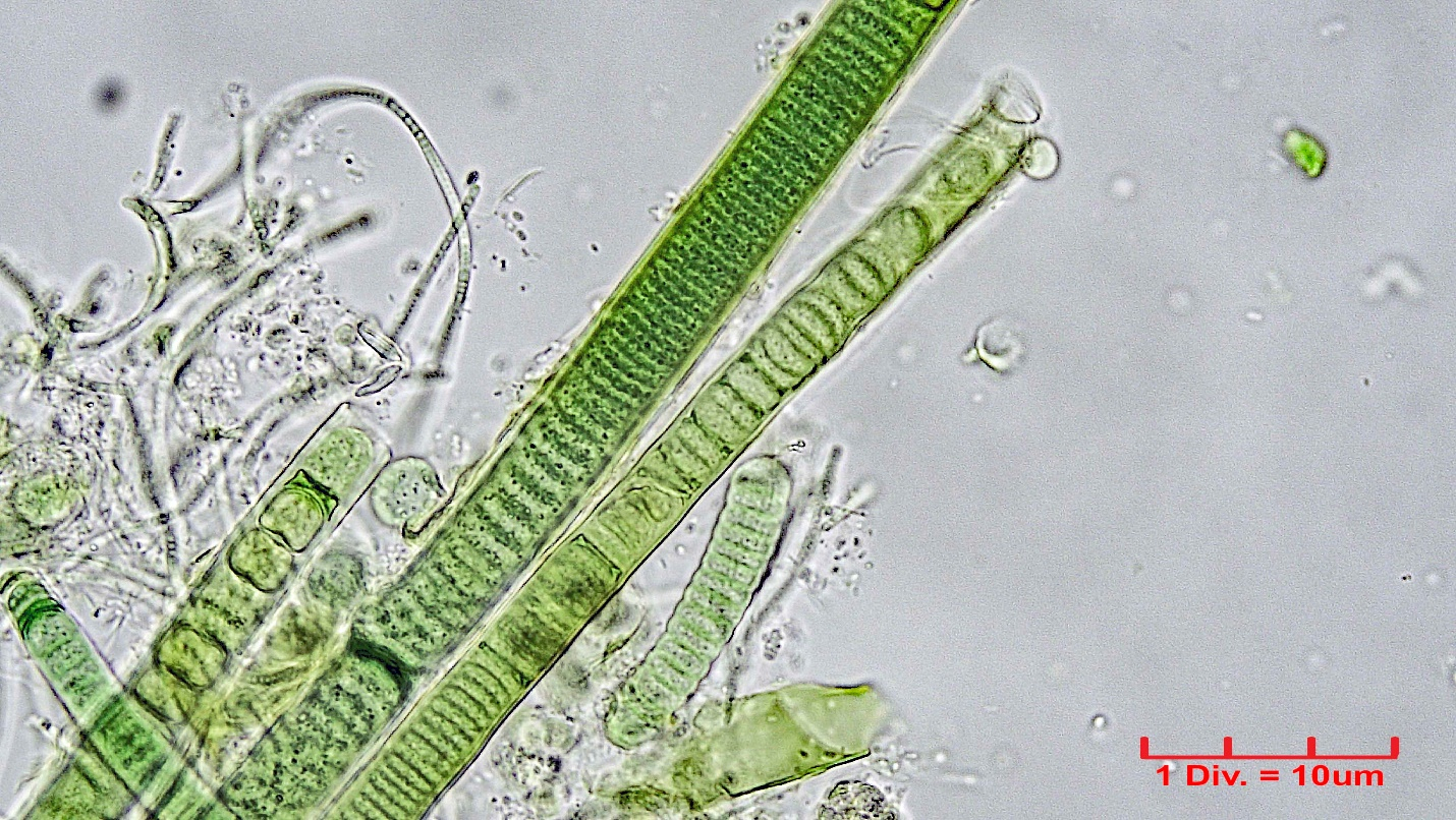 Cyanobacteria/Nostocales/Scytonemataceae/Scytonematopsis/crustacea/scytonematopsis-424.jpg
