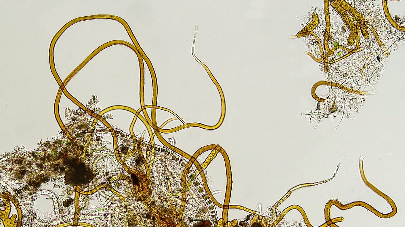 Cyanobacteria/Nostocales/Scytonemataceae/Scytonematopsis/starmachii/scytonematopsis-426.jpg