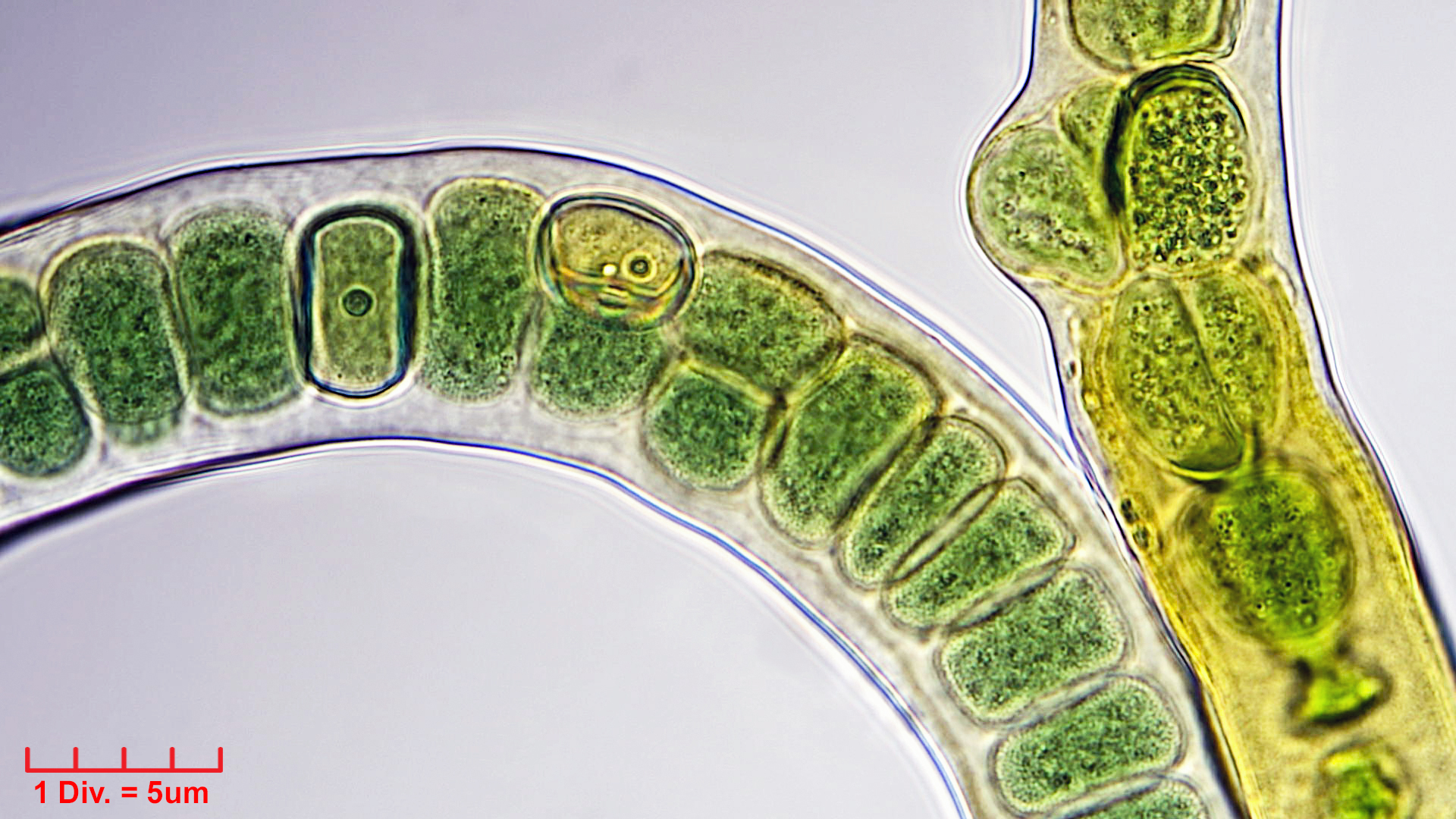 Cyanobacteria/Nostocales/Stigonemataceae/Stigonema/ocellatum/stigonema-ocellatum-1002.jpg