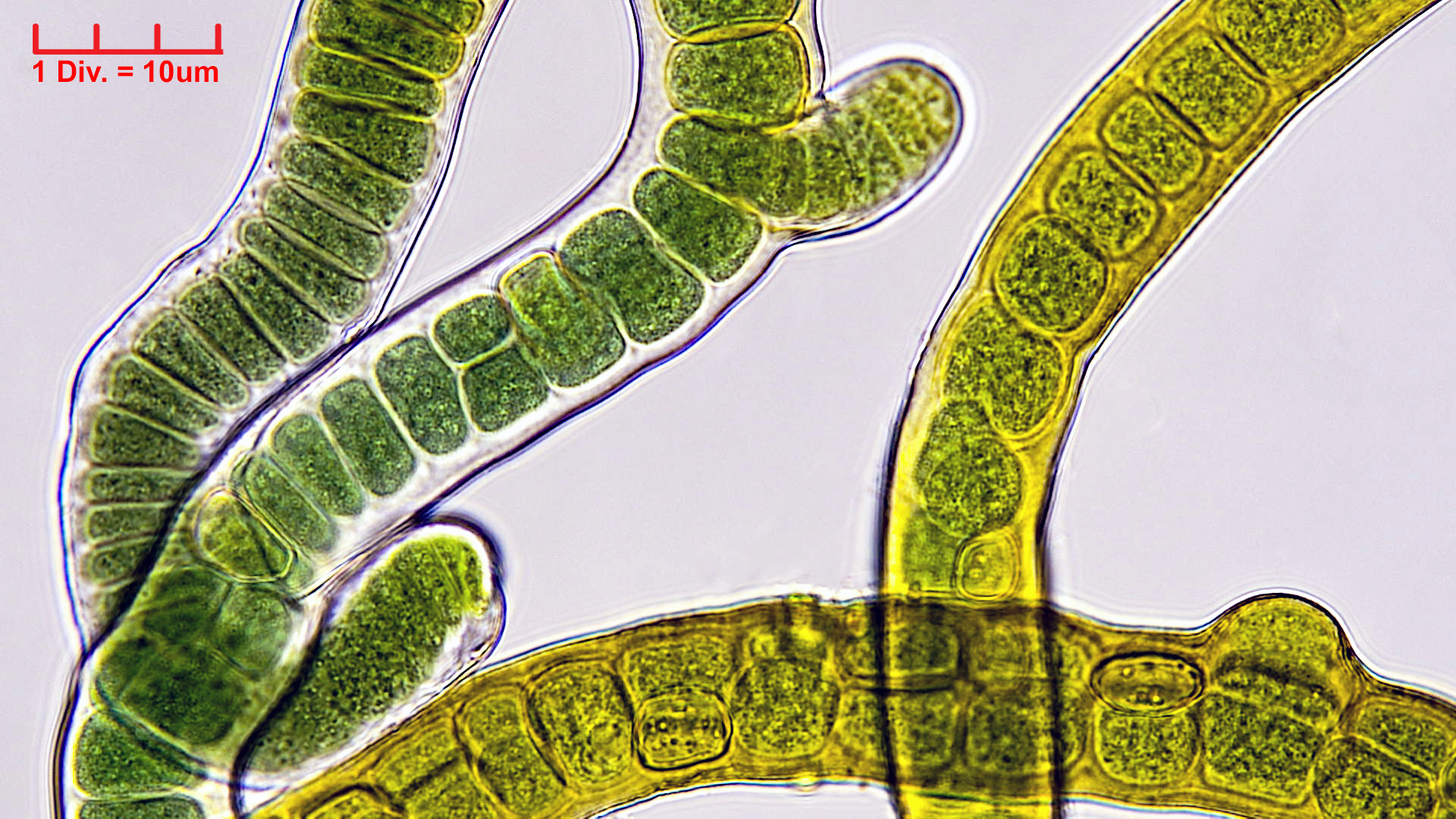 Cyanobacteria/Nostocales/Stigonemataceae/Stigonema/ocellatum/stigonema-ocellatum-1003.jpg