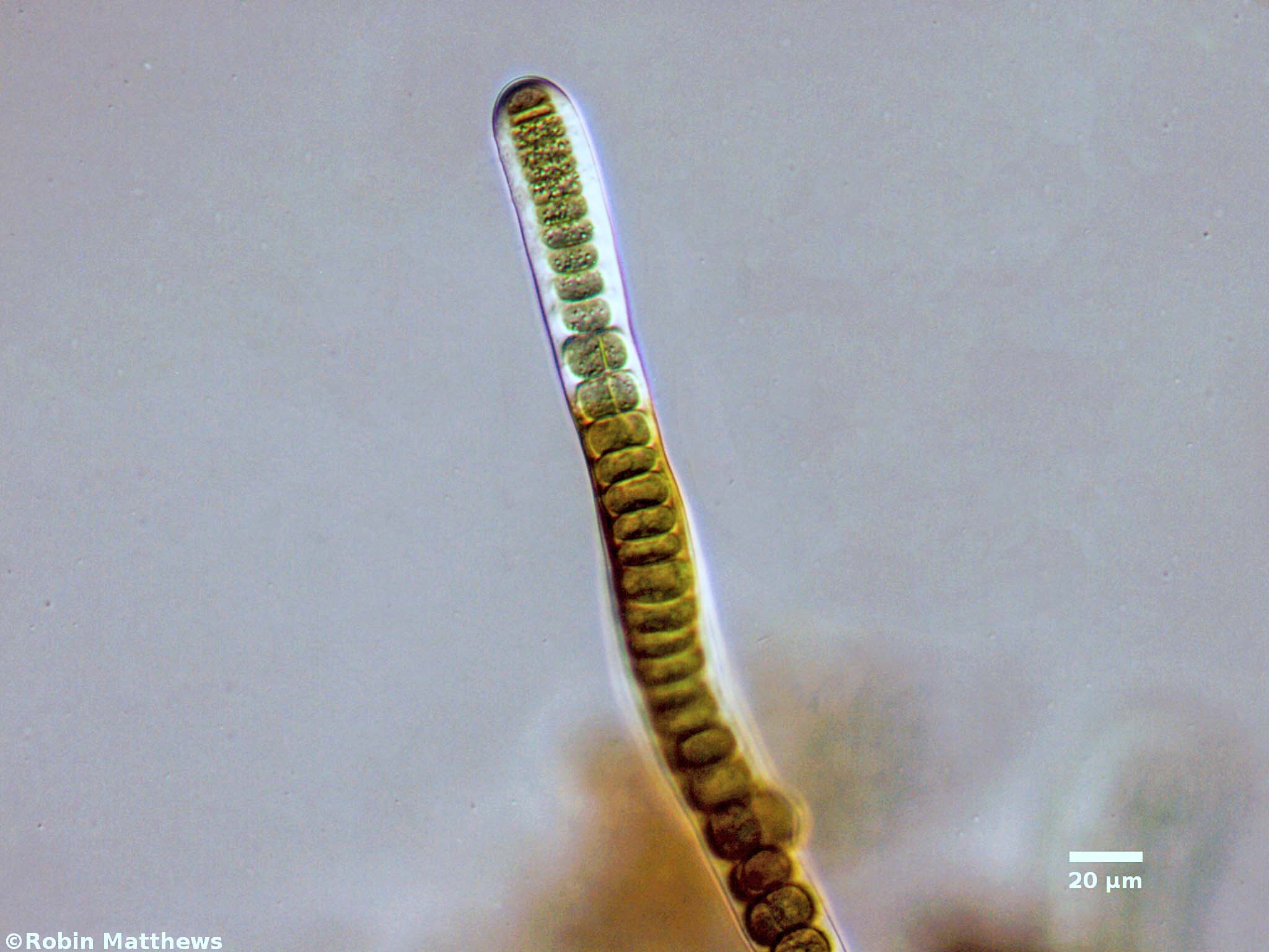 Cyanobacteria/Nostocales/Stigonemataceae/Stigonema/ocellatum/stigonema-ocellatum-530.jpg