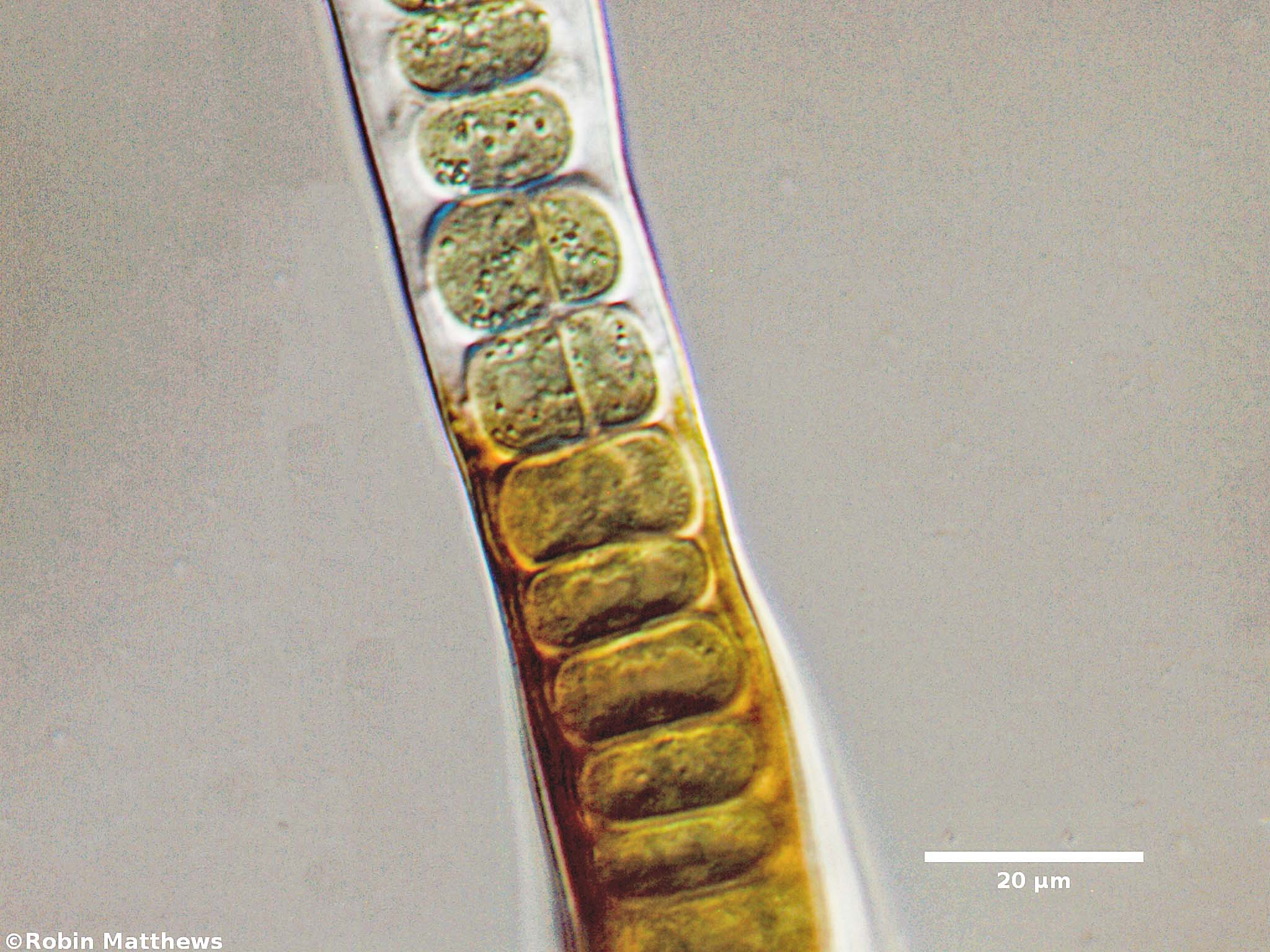 Cyanobacteria/Nostocales/Stigonemataceae/Stigonema/ocellatum/stigonema-ocellatum-531.jpg