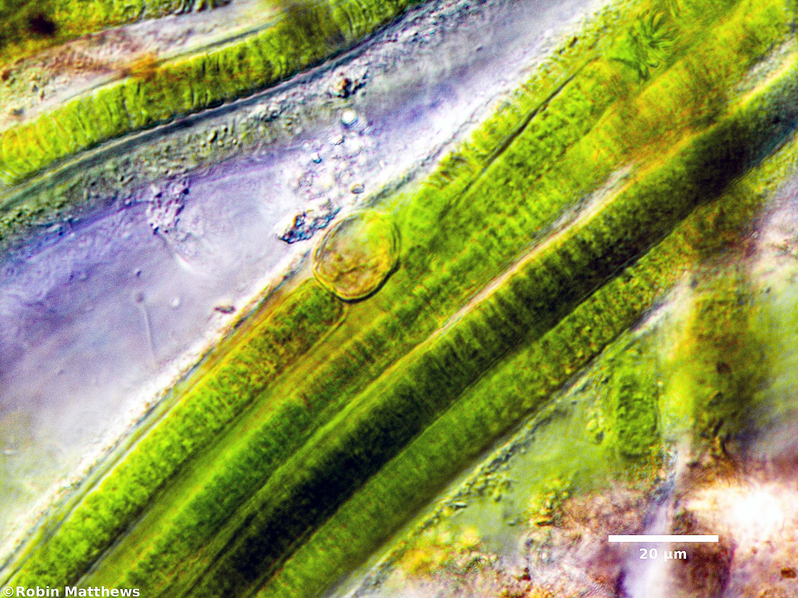 ././././Cyanobacteria/Nostocales/Tolypothrichaceae/Coleodesmium/wrangelii/coleodesmium-wrangelii-326.jpg