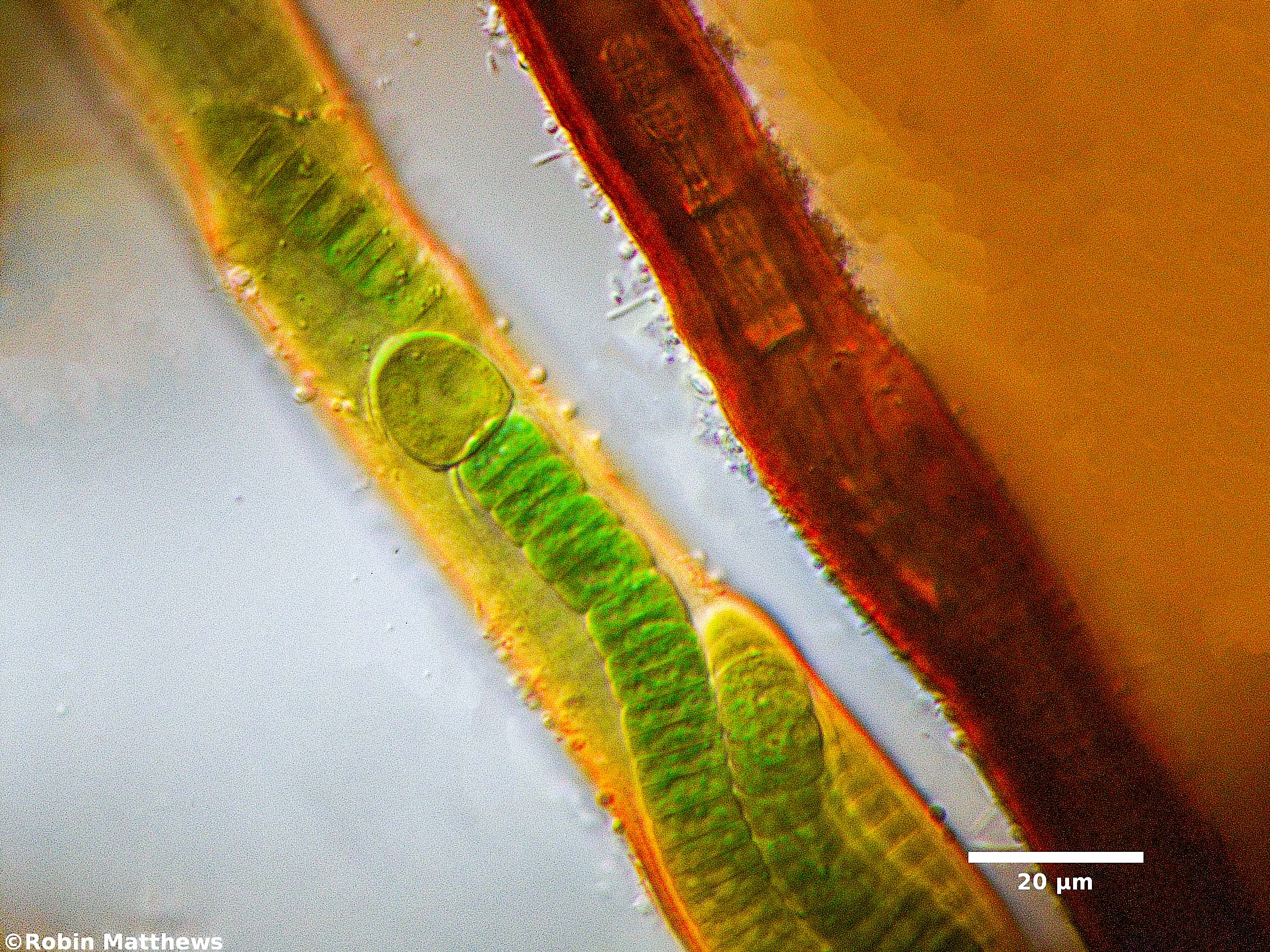 ././././Cyanobacteria/Nostocales/Tolypothrichaceae/Coleodesmium/wrangelii/coleodesmium-wrangelii-328.jpg