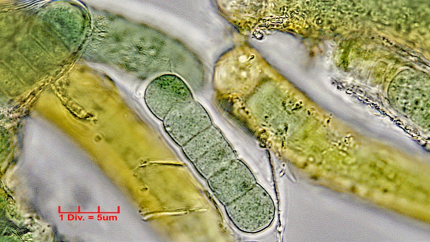 ././Cyanobacteria/Nostocales/Tolypothrichaceae/Hassalia/byssoidea/hassalia-byssoidea-325.jpg