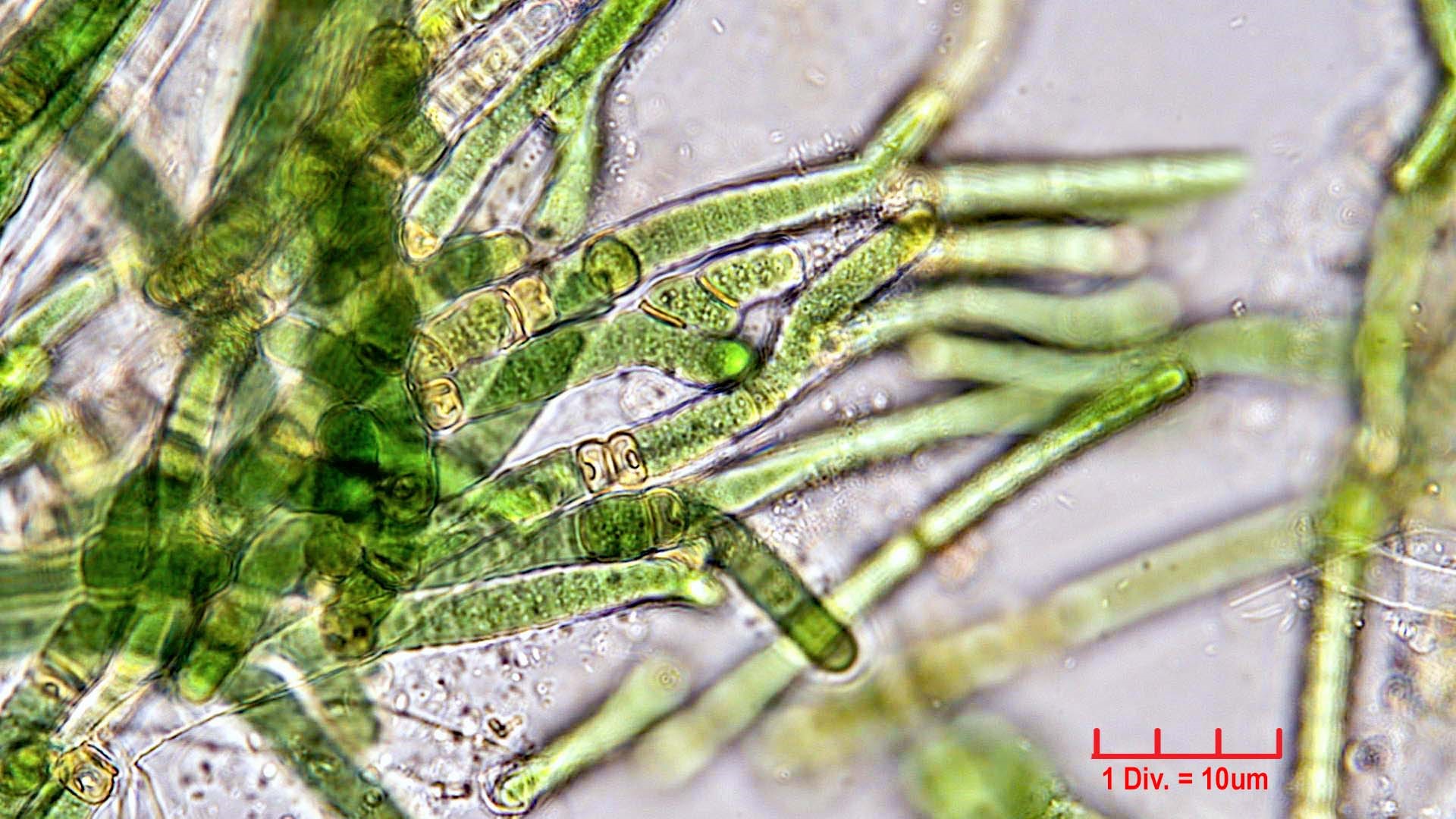 ././././Cyanobacteria/Nostocales/Tolypothrichaceae/Rexia/erecta/rexia-erecta-335.jpg