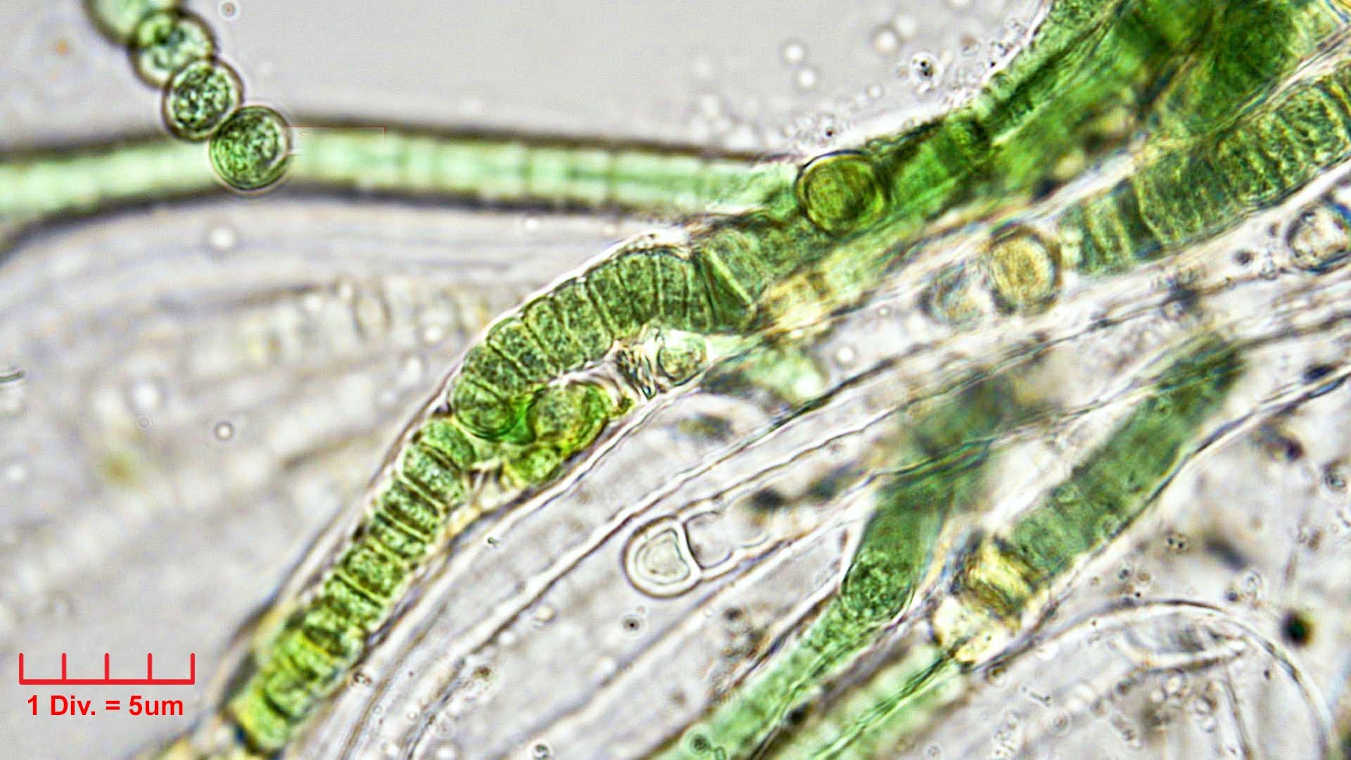 Cyanobacteria/Nostocales/Tolypothrichaceae/Rexia/erecta/rexia-erecta-336.jpg