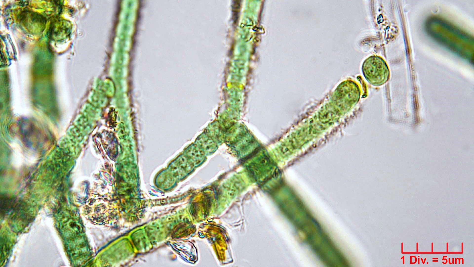 Cyanobacteria/Nostocales/Tolypothrichaceae/Rexia/erecta/rexia-erecta-338.jpg