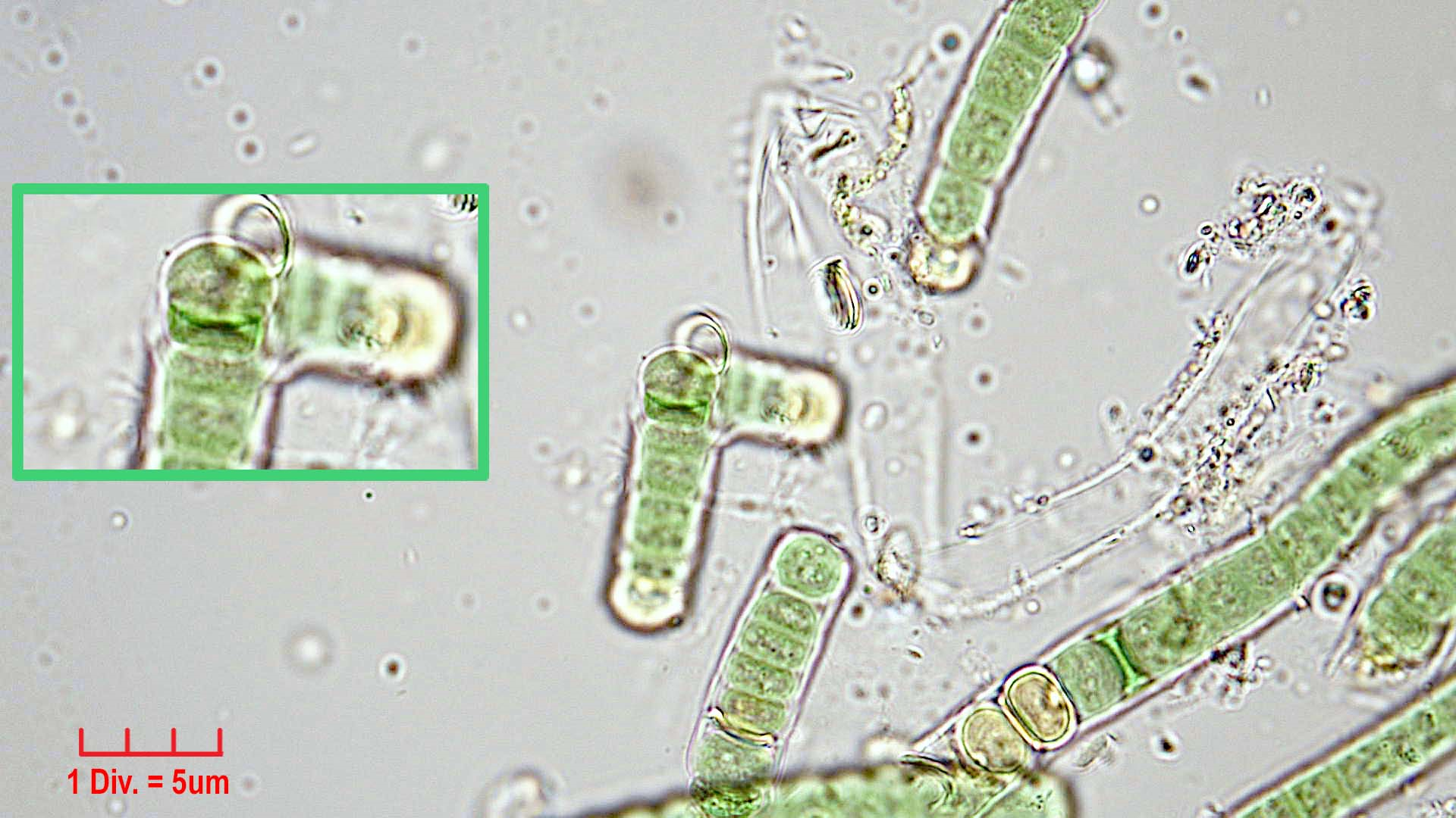././Cyanobacteria/Nostocales/Tolypothrichaceae/Rexia/erecta/rexia-erecta-339.png
