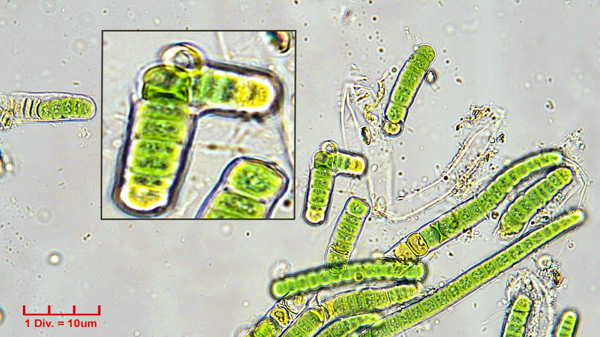 ././Cyanobacteria/Nostocales/Tolypothrichaceae/Rexia/erecta/rexia-erecta-340.png