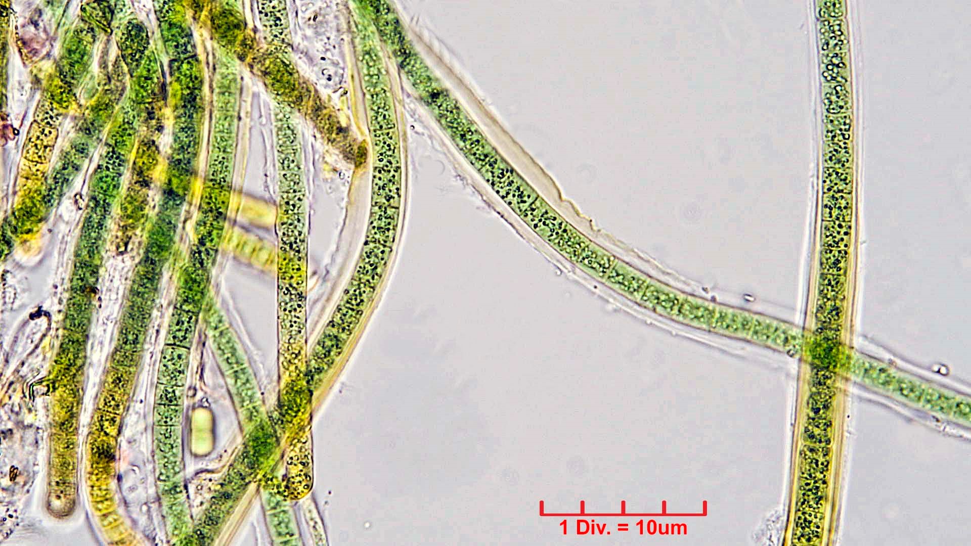 ./././Cyanobacteria/Nostocales/Tolypothrichaceae/Tolypothrix/calcarata/tolypothrix-calcarata-319.jpg