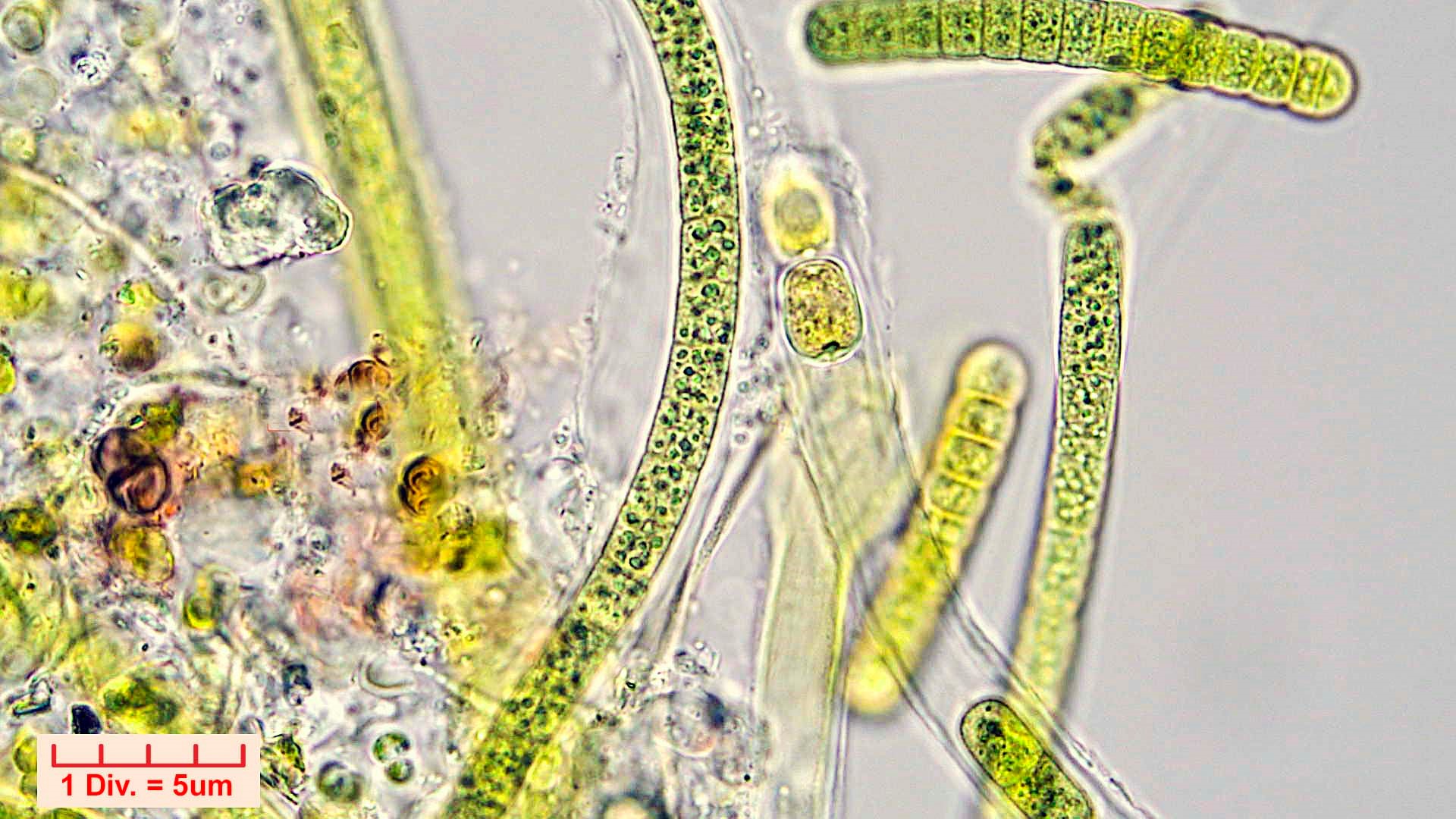 ./././Cyanobacteria/Nostocales/Tolypothrichaceae/Tolypothrix/calcarata/tolypothrix-calcarata-320.jpg