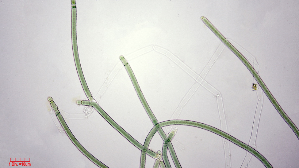 Cyanobacteria/Nostocales/Tolypothrichaceae/Tolypothrix/distorta/tolypothrix-distorta-307.png