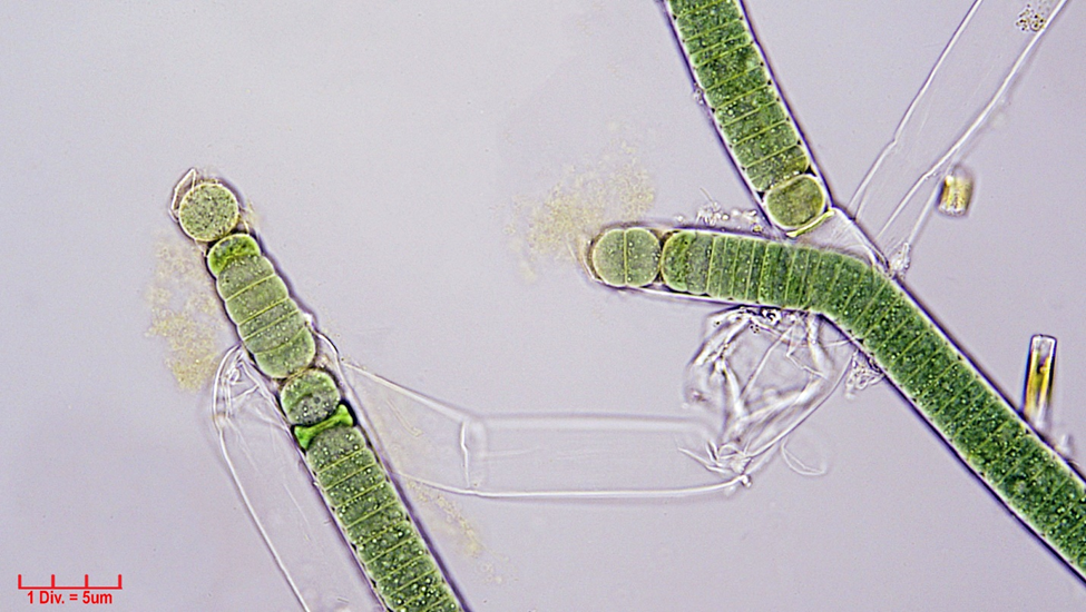 ./Cyanobacteria/Nostocales/Tolypothrichaceae/Tolypothrix/distorta/tolypothrix-distorta-308.png