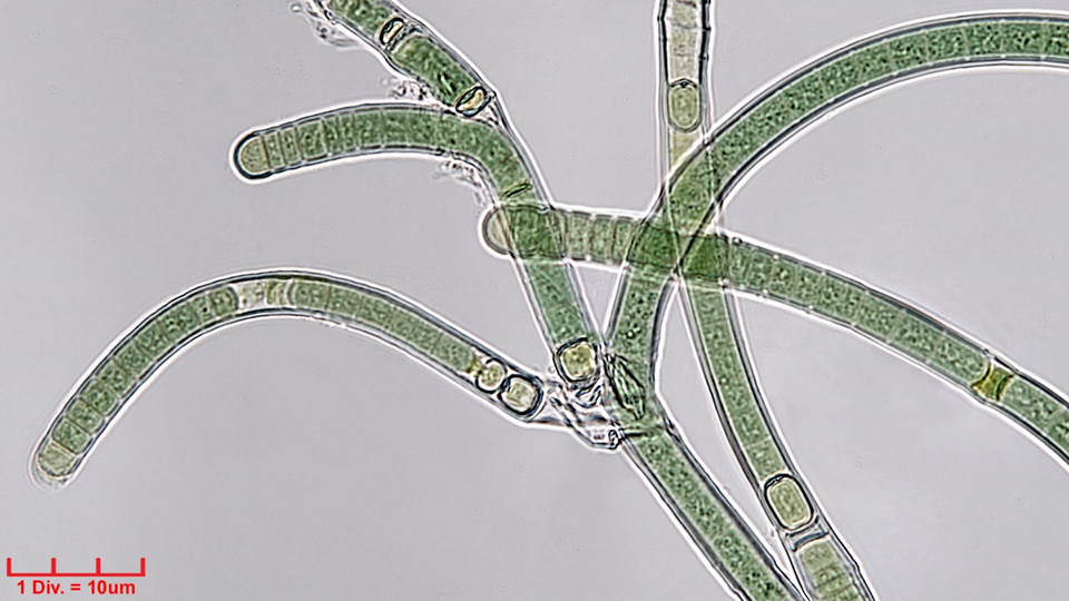 Cyanobacteria/Nostocales/Tolypothrichaceae/Tolypothrix/lanata/tolypothrix-lanata-312.png