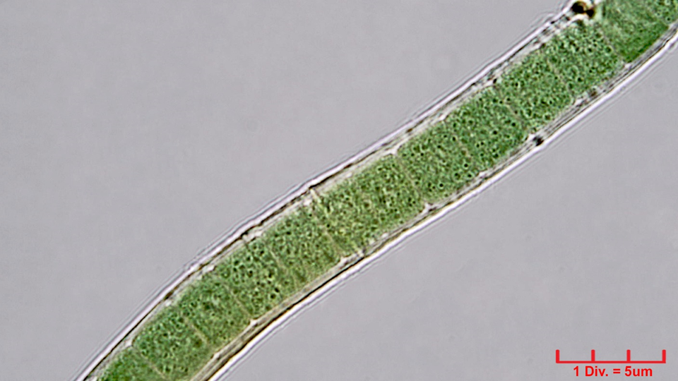 Cyanobacteria/Nostocales/Tolypothrichaceae/Tolypothrix/lanata/tolypothrix-lanata-315.png