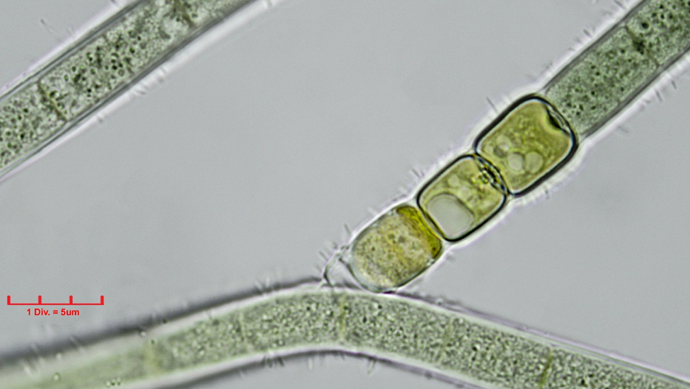 Cyanobacteria/Nostocales/Tolypothrichaceae/Tolypothrix/lanata/tolypothrix-lanata-317.png