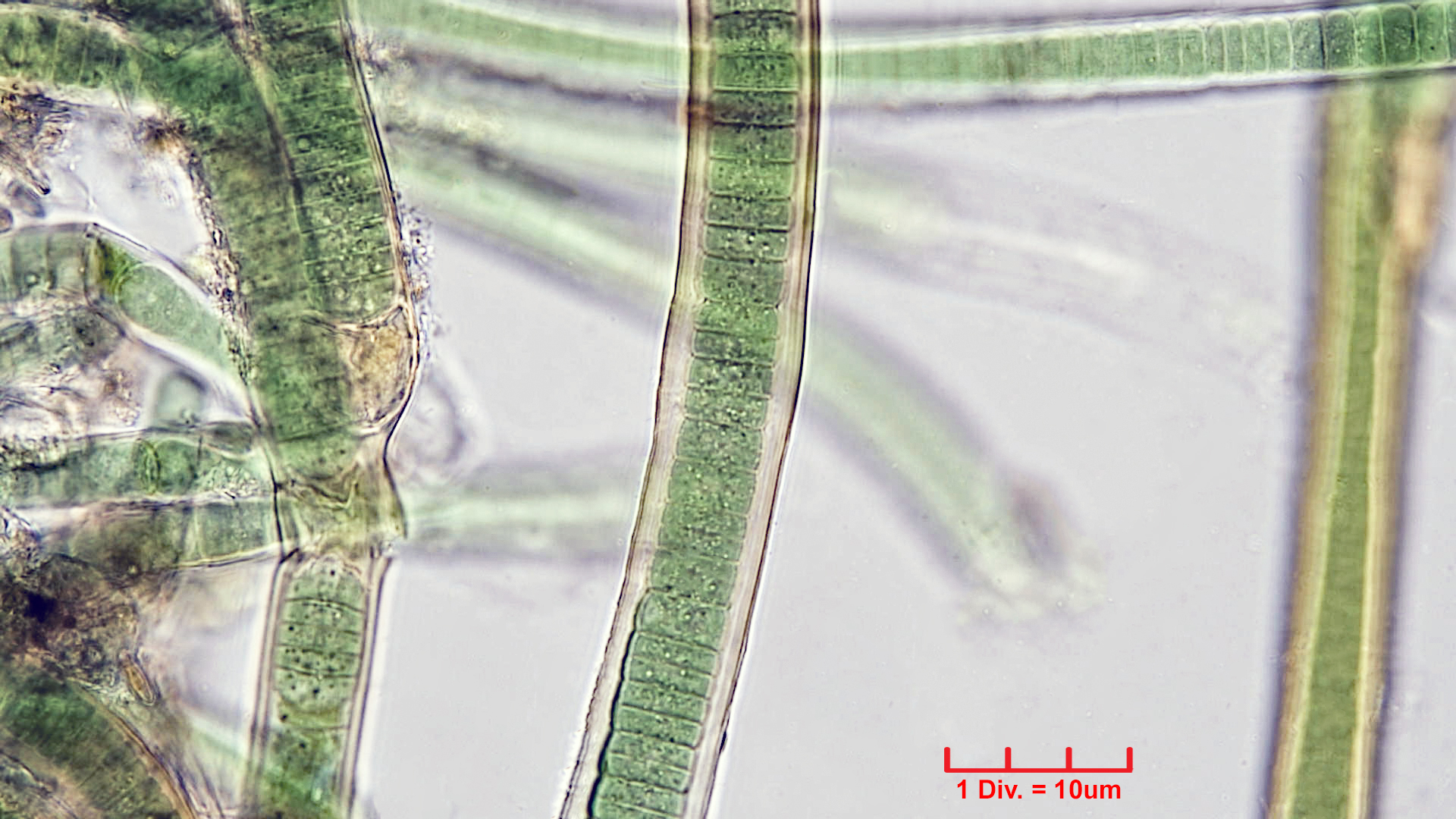 ./Cyanobacteria/Nostocales/Tolypothrichaceae/Tolypothrix/pencillata/tolypothrix-pencillata-7.jpg