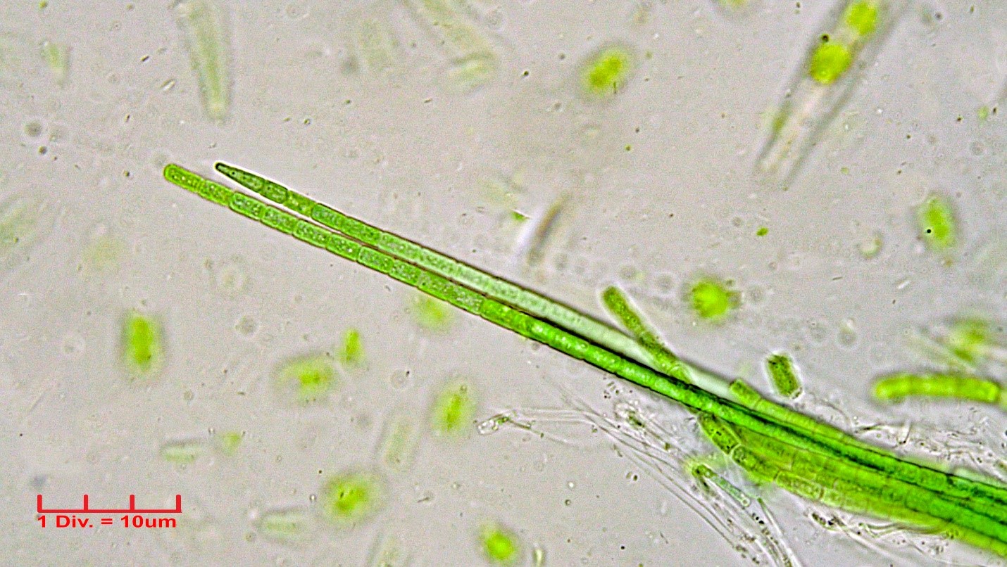 ./Cyanobacteria/Oscillatoriales/Coleofasciculaceae/Coleofasciculus/chthonoplastes/coleofasciculus-chthonoplastes-290.jpg