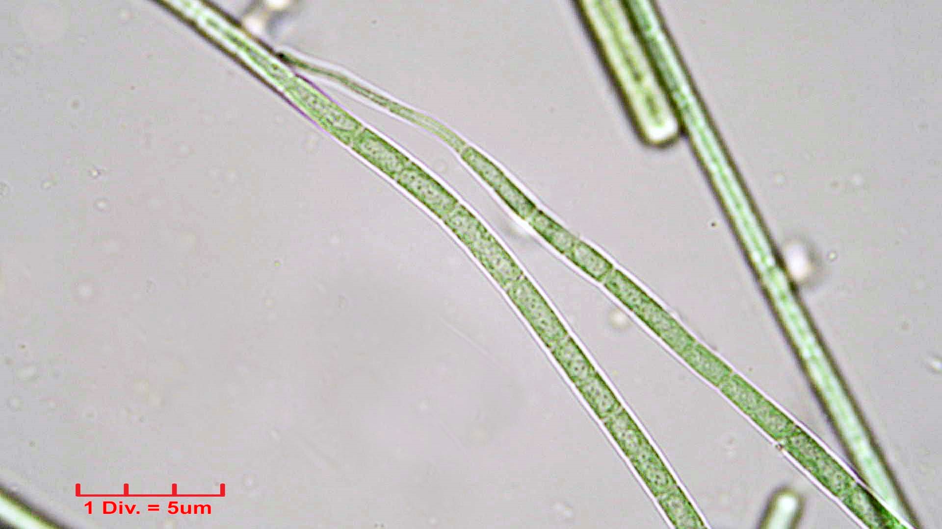 Cyanobacteria/Oscillatoriales/Coleofasciculaceae/Geitlerinema/splendidum/geitlerinema-splendidum-293.jpg