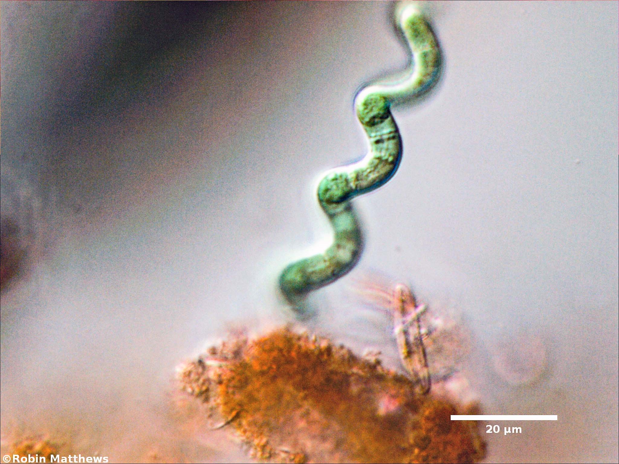Cyanobacteria/Oscillatoriales/Microcoleaceae/Arthrospira/jenneri/arthrospira-jenneri-252.jpg