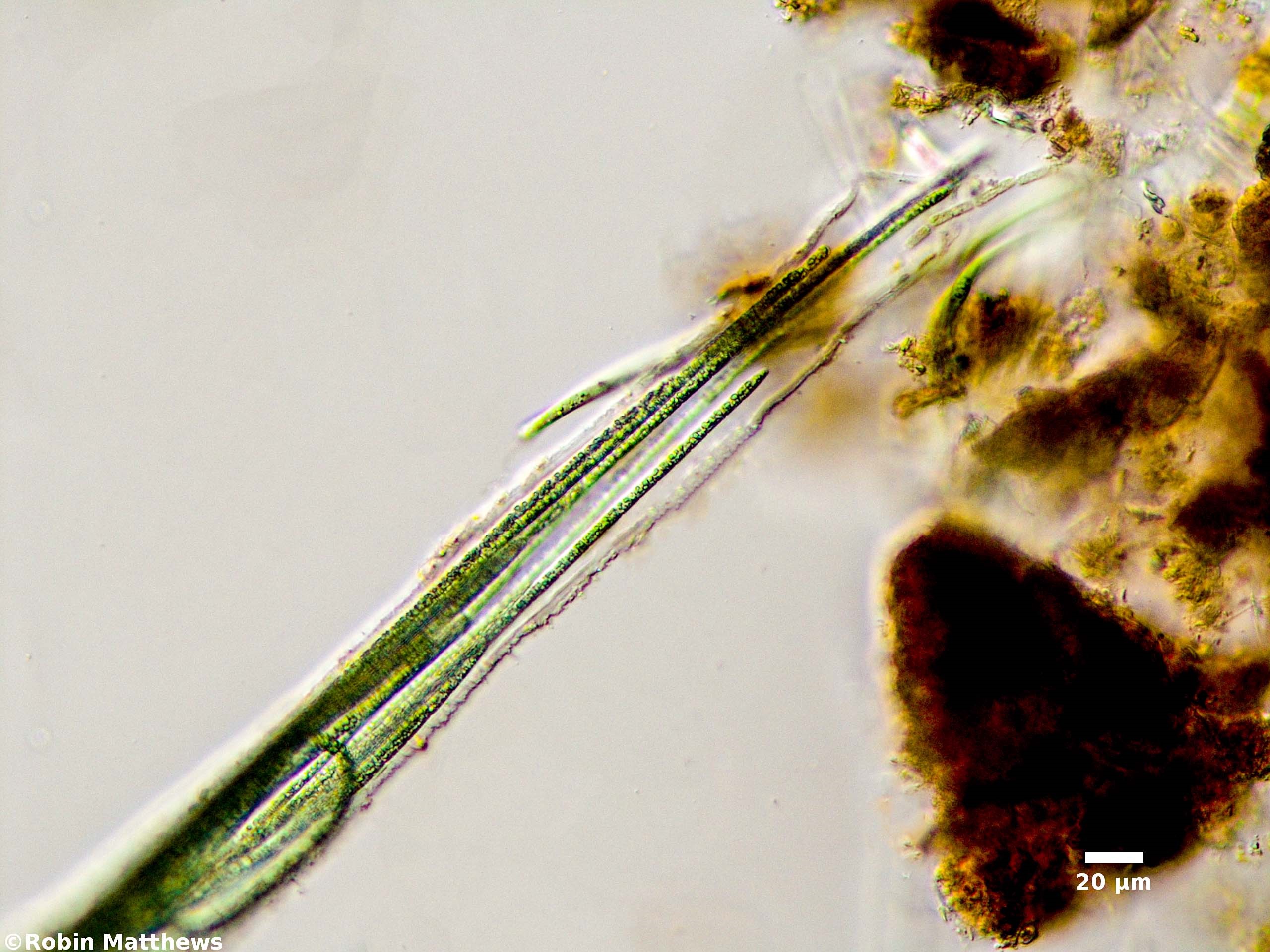 Cyanobacteria/Oscillatoriales/Microcoleaceae/Microcoleus/lacustris/microcoleus-lacustris-264.jpg