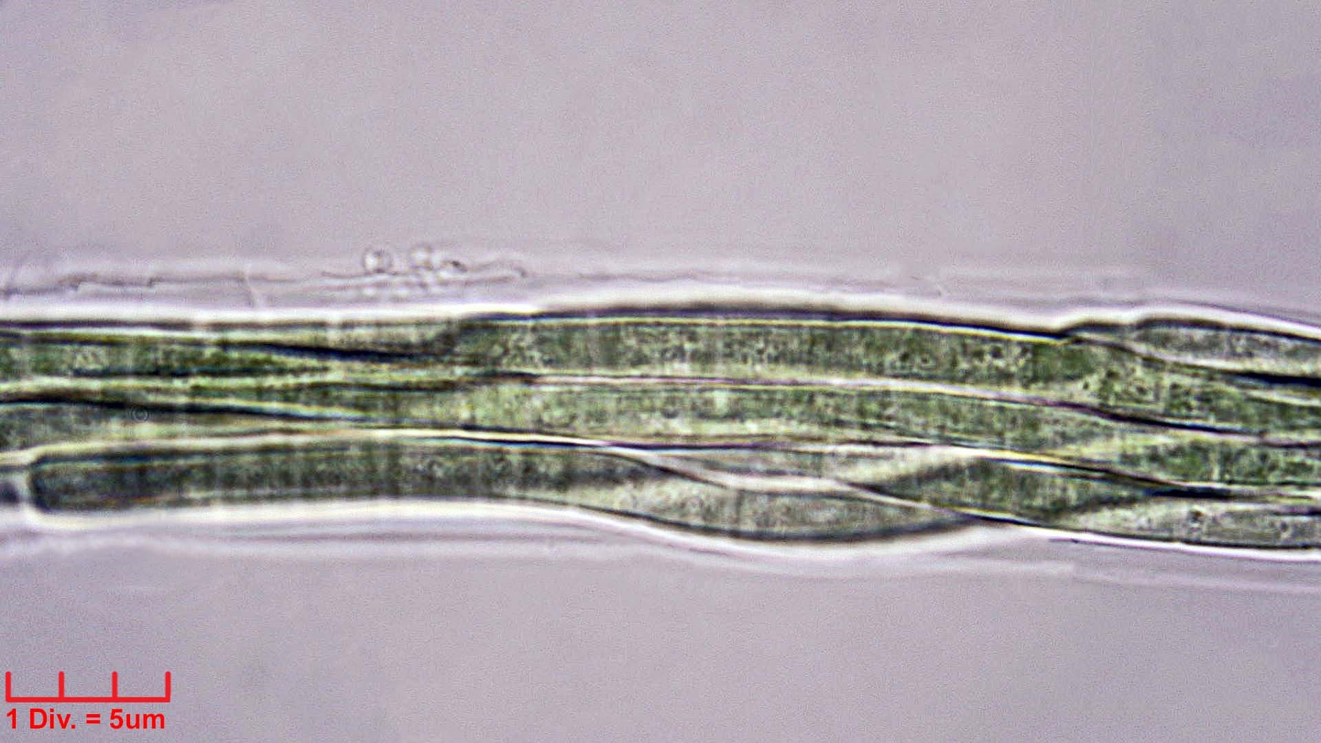 Cyanobacteria/Oscillatoriales/Microcoleaceae/Microcoleus/paludosus/microcoleus-paludosus-267.jpg