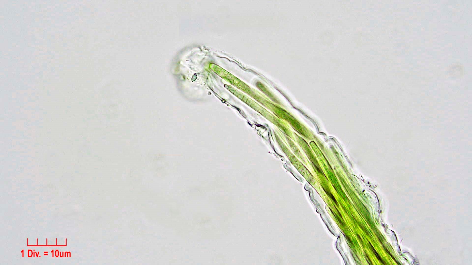 ././Cyanobacteria/Oscillatoriales/Microcoleaceae/Microcoleus/vaginatus/microcoleus-vaginatus-273.jpg
