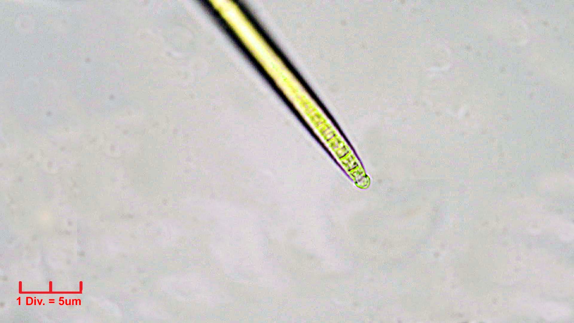 ./Cyanobacteria/Oscillatoriales/Microcoleaceae/Microcoleus/vaginatus/microcoleus-vaginatus-275.jpg