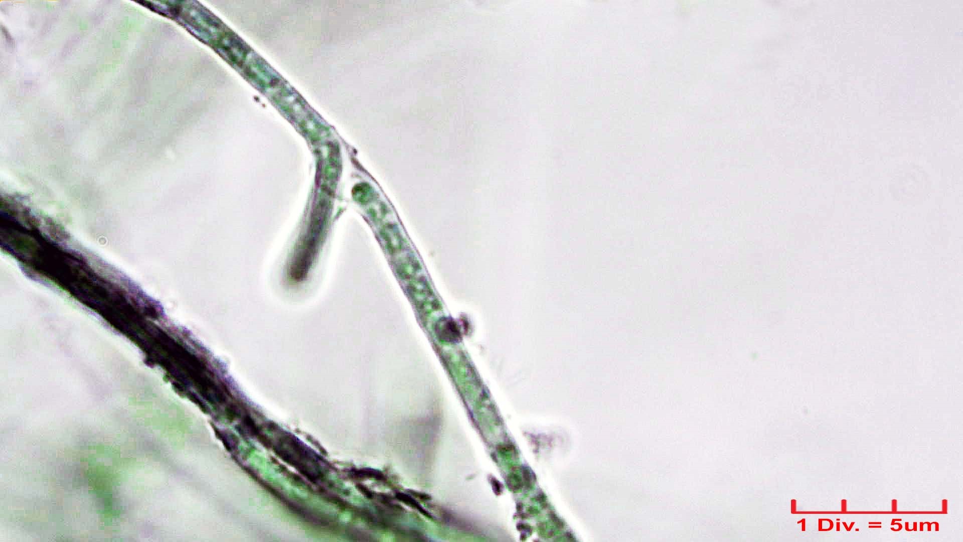 Cyanobacteria/Oscillatoriales/Microcoleaceae/Pseudophormidium/hollerbachianum/pseudophormidium-hollerbachianum-287.jpg