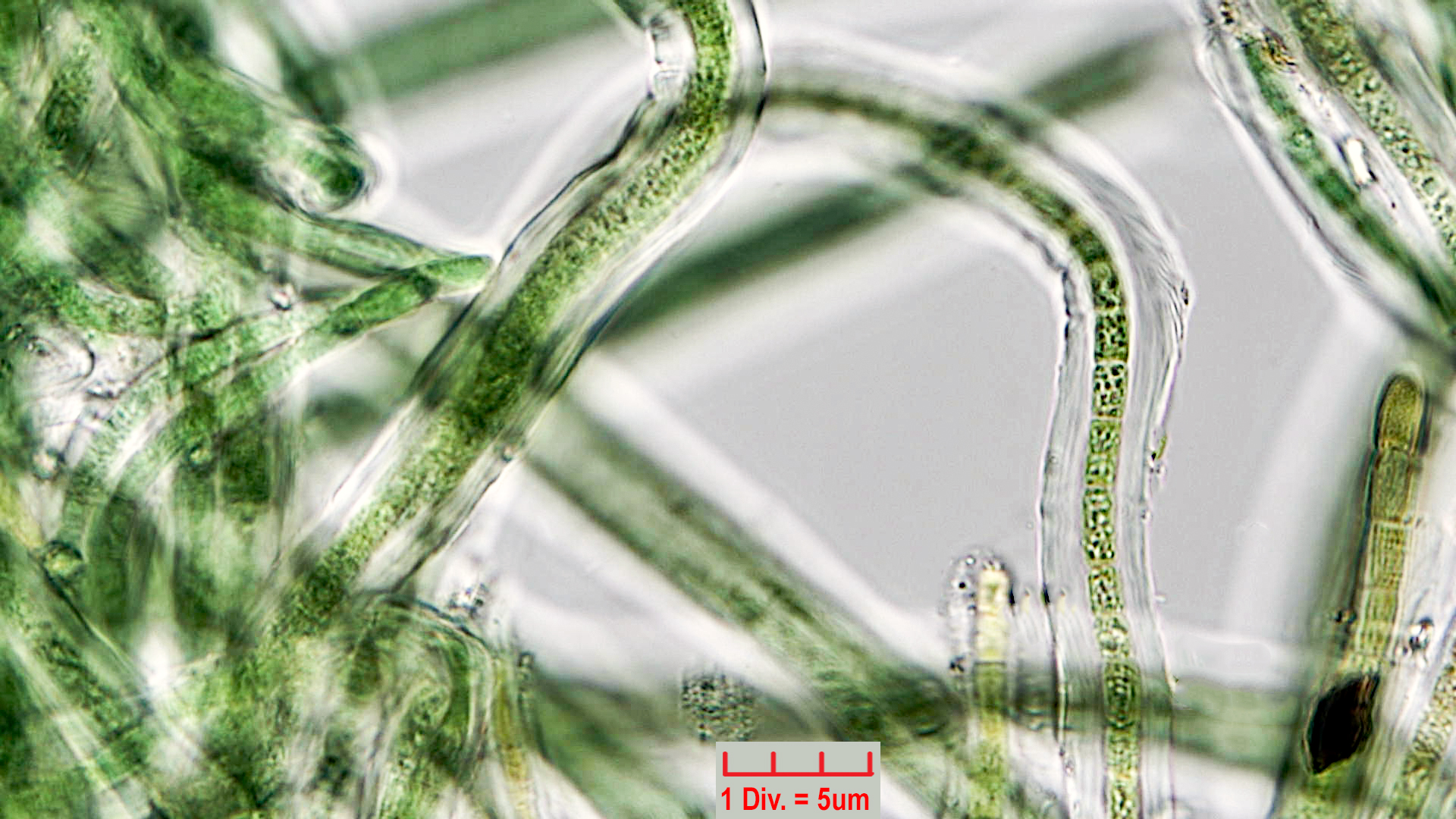 ./Cyanobacteria/Oscillatoriales/Microcoleaceae/Symplocastrum/friesii/symplocastrum-friesii-3.jpg