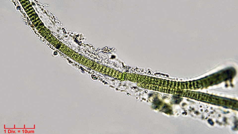 ./Cyanobacteria/Oscillatoriales/Oscillatoriaceae/Blenothrix/sp/blenothrix-212.png