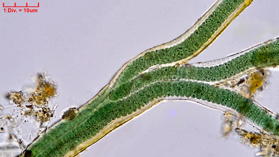 Cyanobacteria/Oscillatoriales/Oscillatoriaceae/Blenothrix/sp/blenothrix-213.png