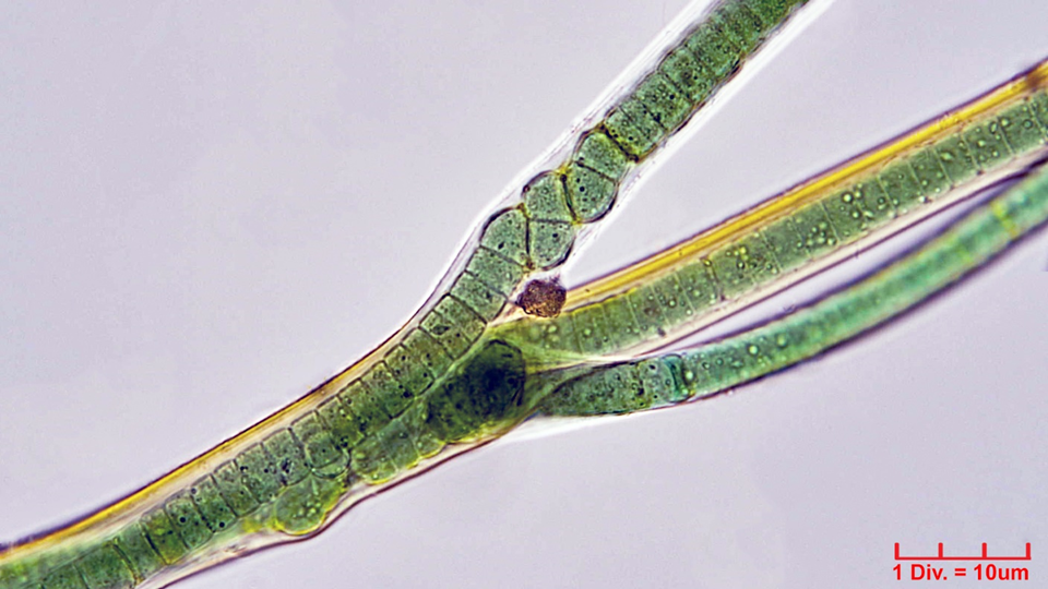 ./Cyanobacteria/Oscillatoriales/Oscillatoriaceae/Blenothrix/sp/blenothrix-214.png
