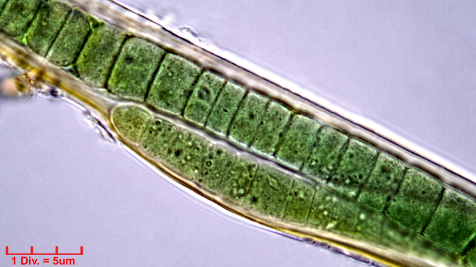 ./Cyanobacteria/Oscillatoriales/Oscillatoriaceae/Blenothrix/sp/blenothrix-217.png